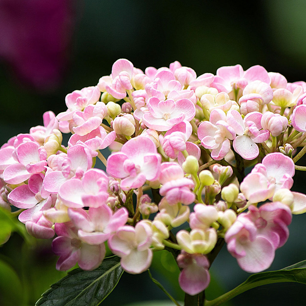 Hydrangea Ayesha
