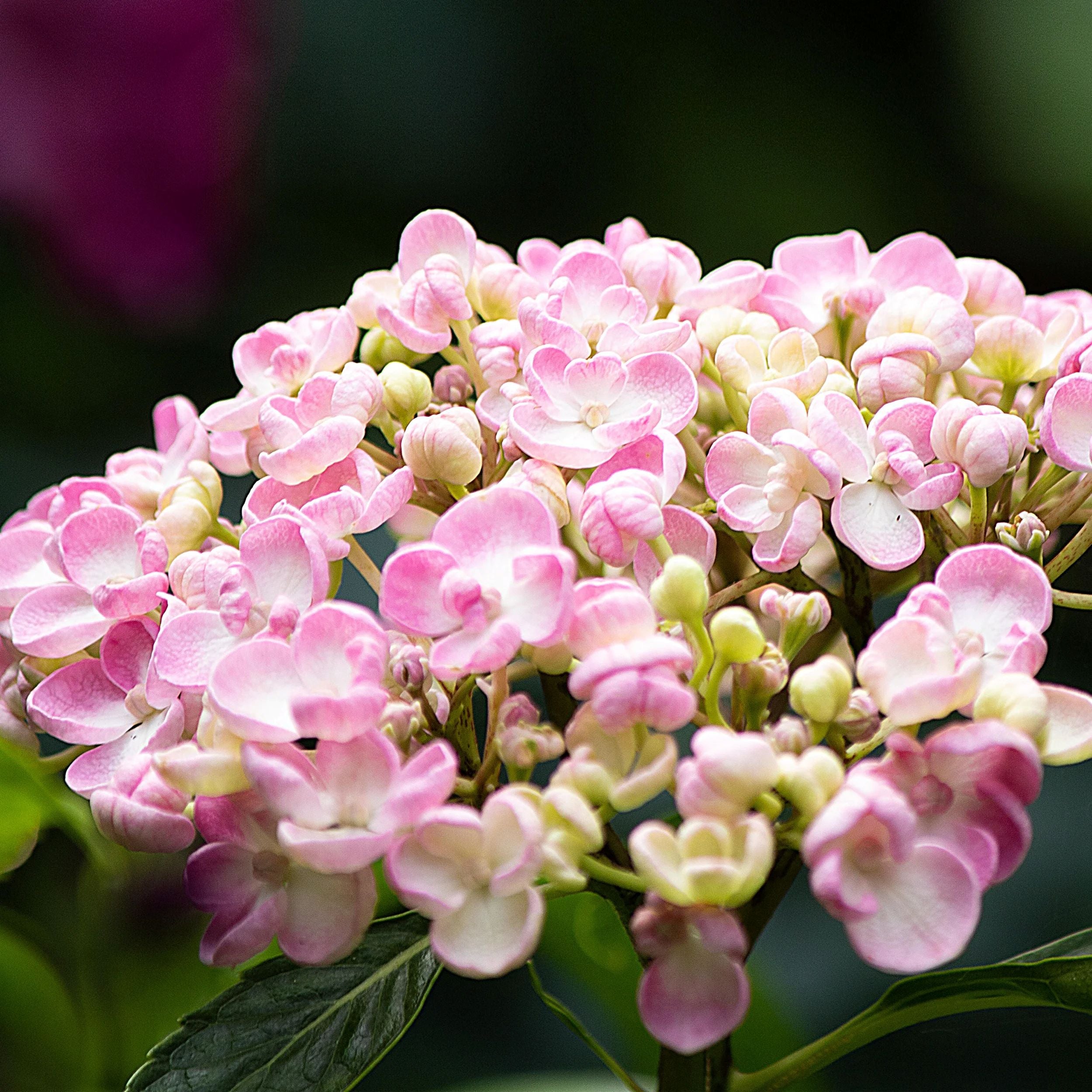 Hydrangea Ayesha