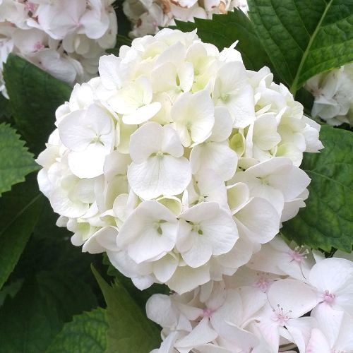 Hydrangea Juliana