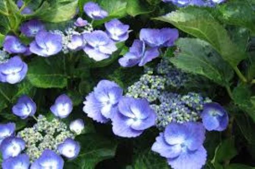 Hydrangea Nightengale