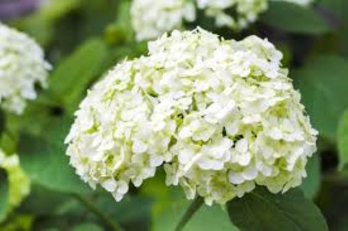 Hydrangea Snowball