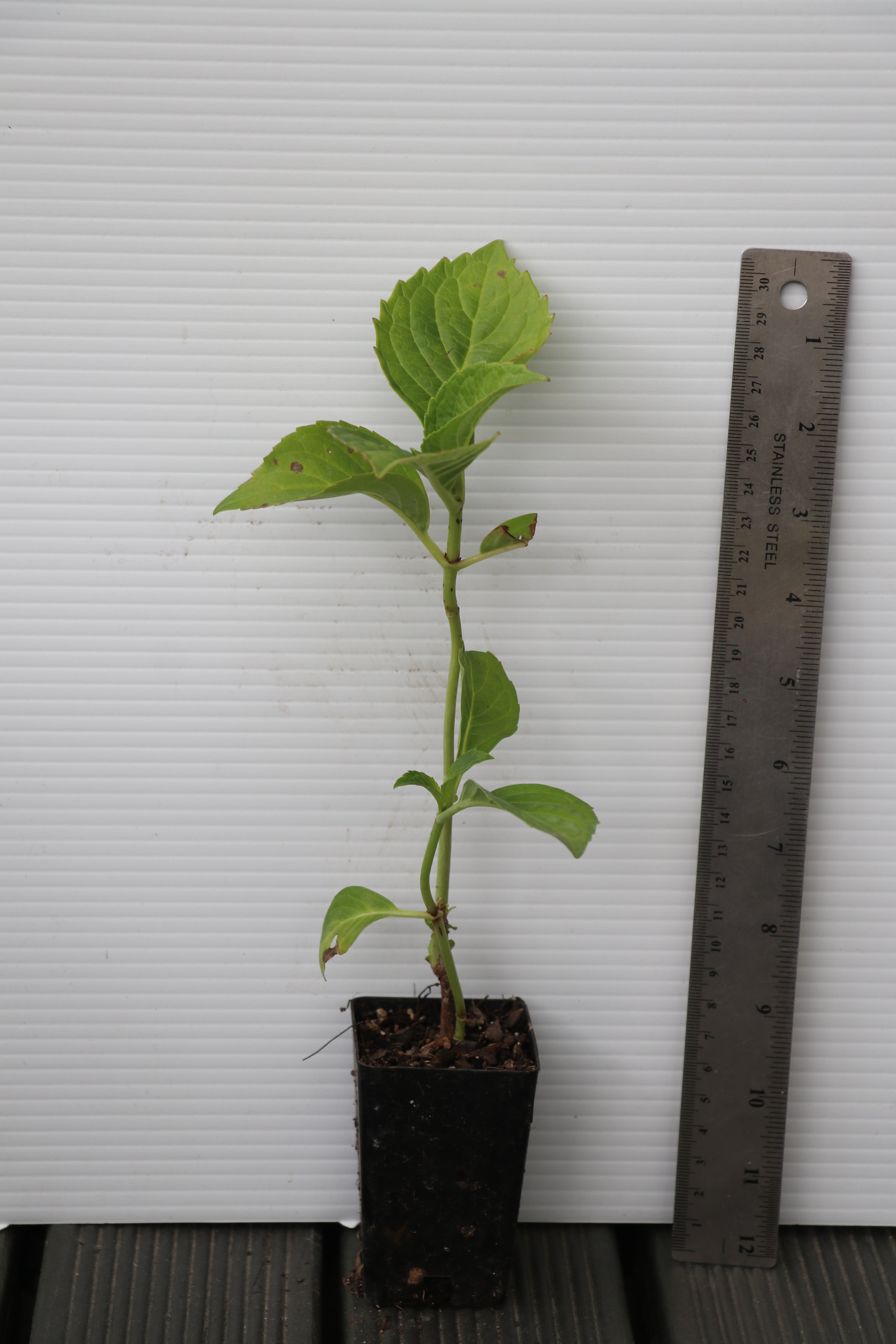 Hydrangea Alpen Glow