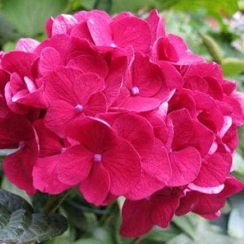 Hydrangea ‘Merveille Sanguine’