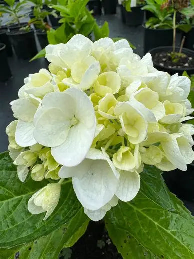 Hydrangea Bridal Bouquet