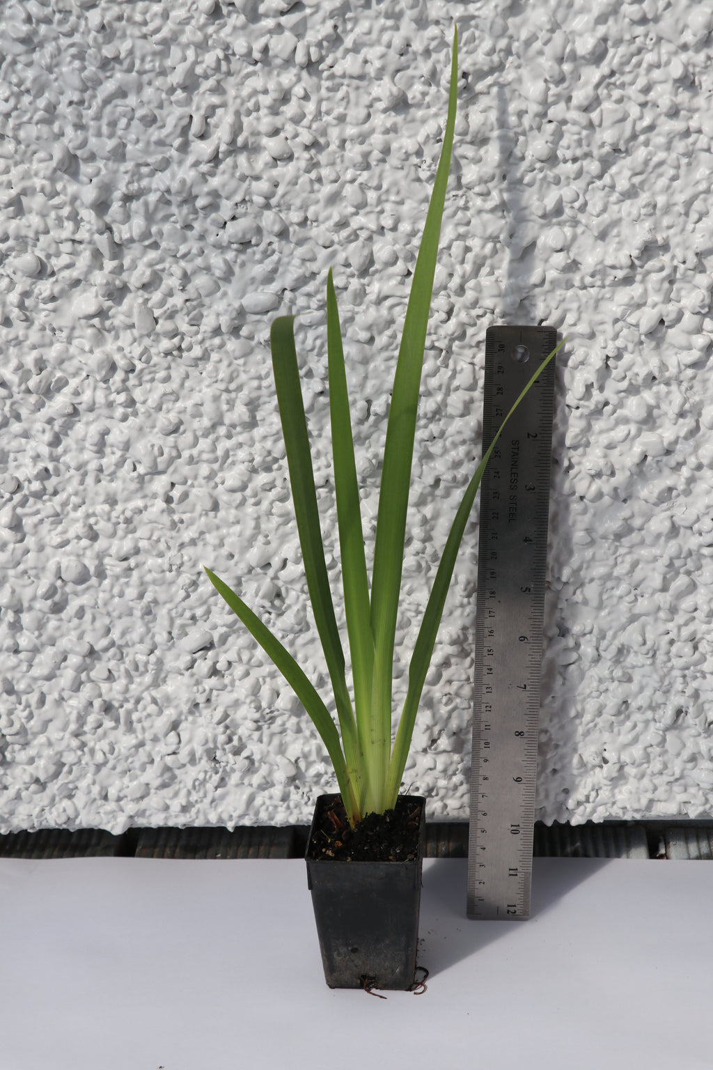 Dietes Grandiflora