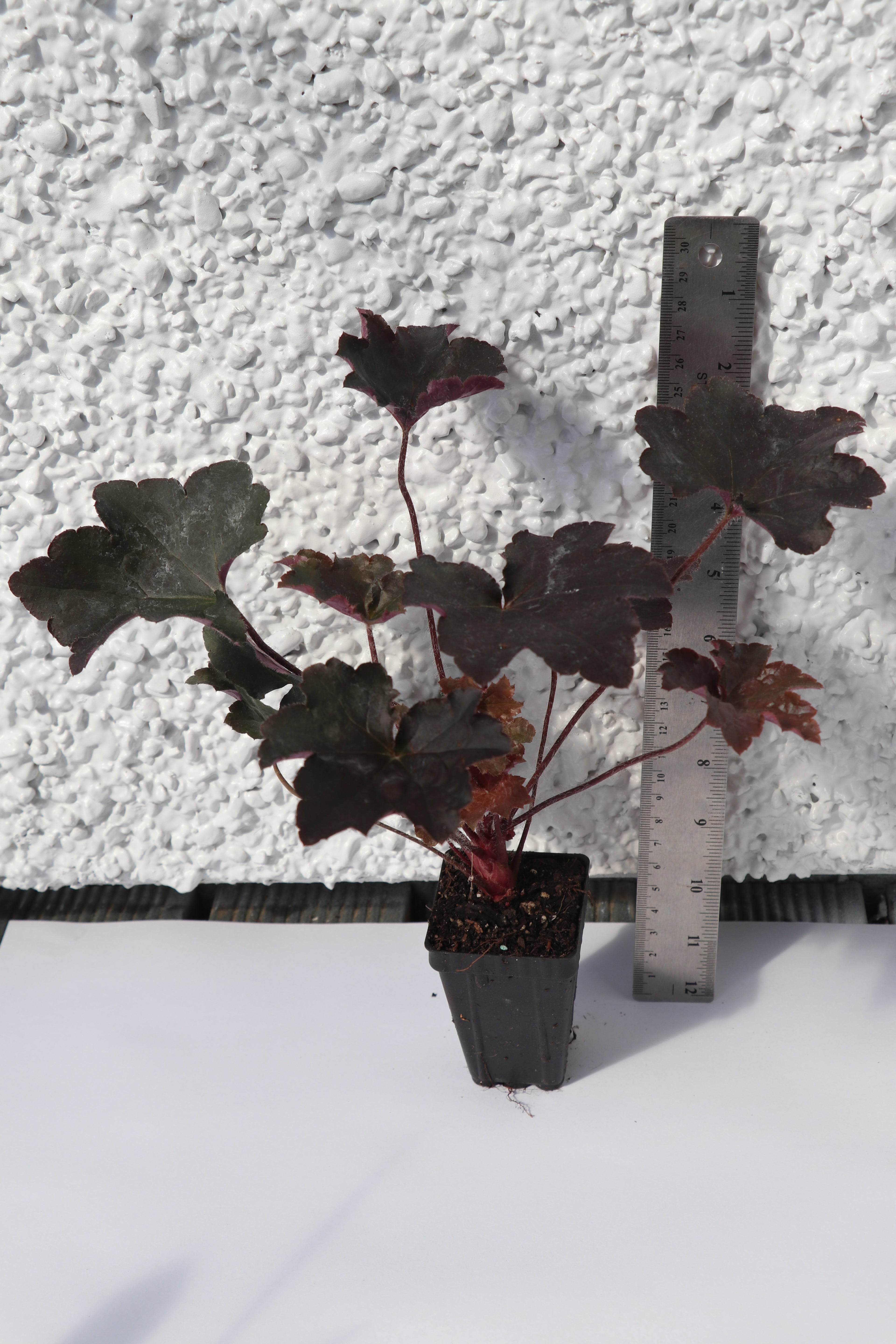 Heuchera Palace Purple