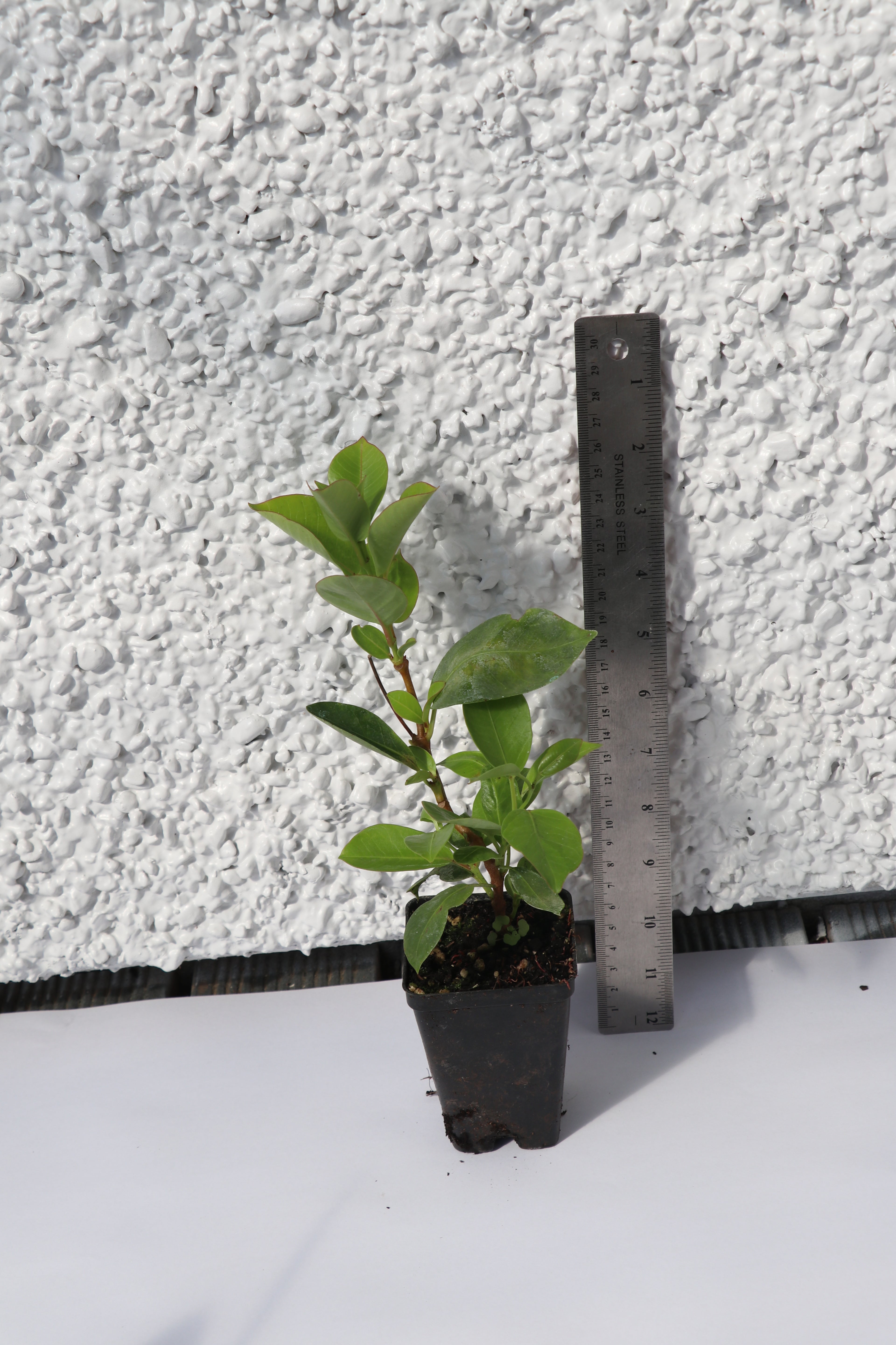Griselinia Ardmores Emerald