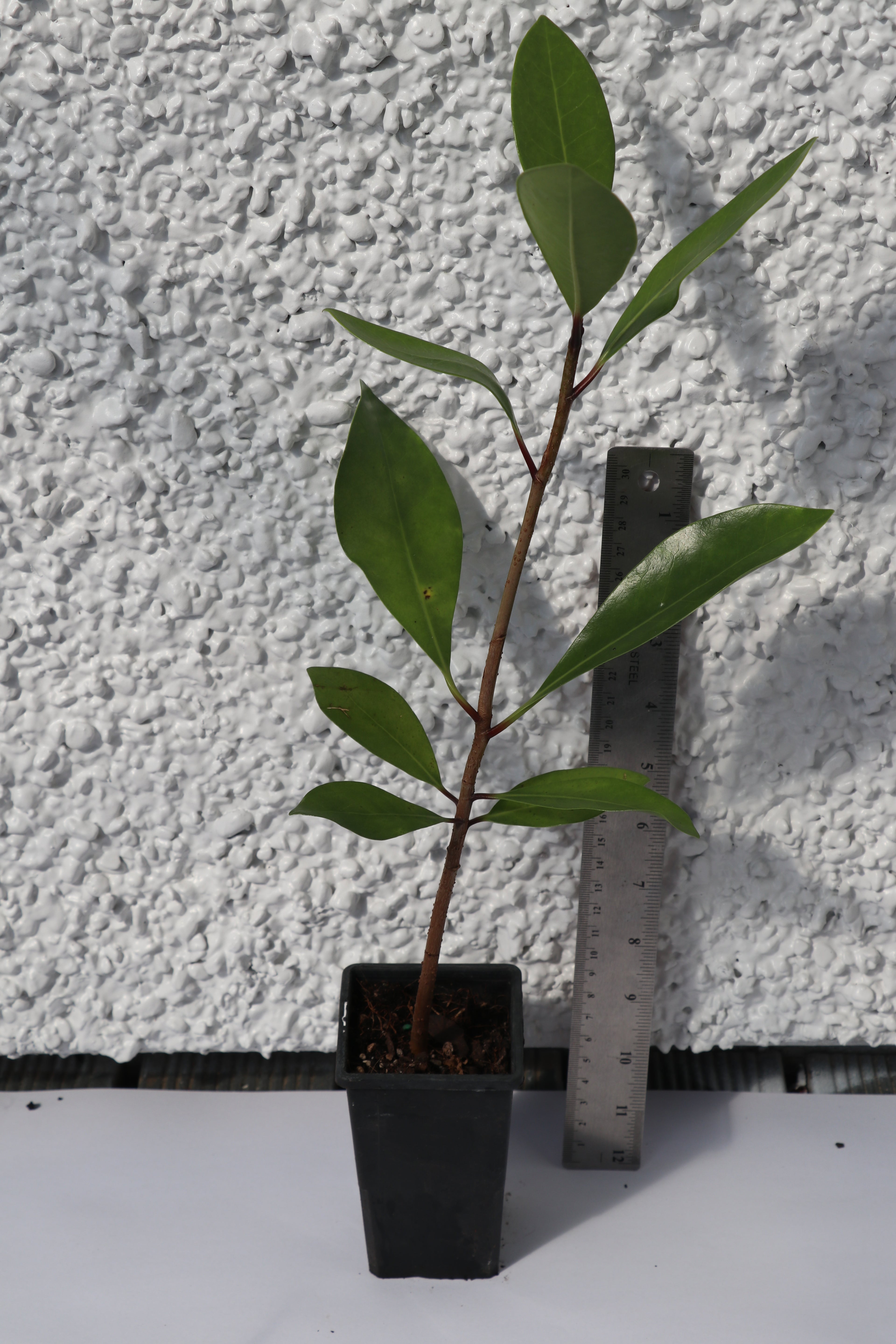 Corynocarpus Laevigatus - Karaka