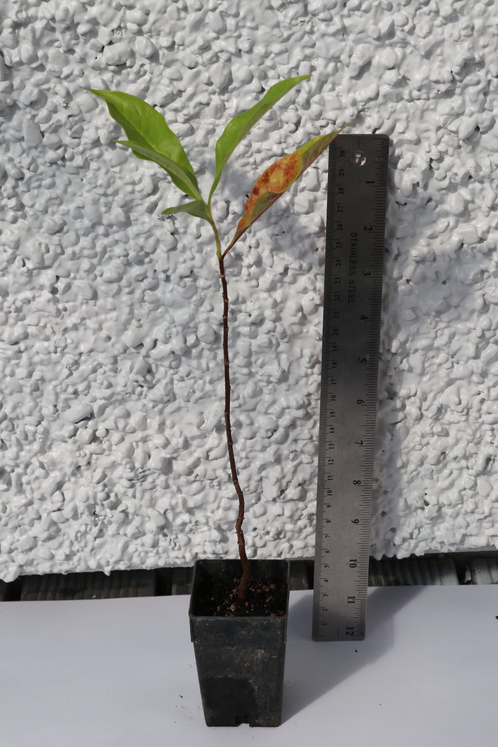 Hymenosporum flavum
