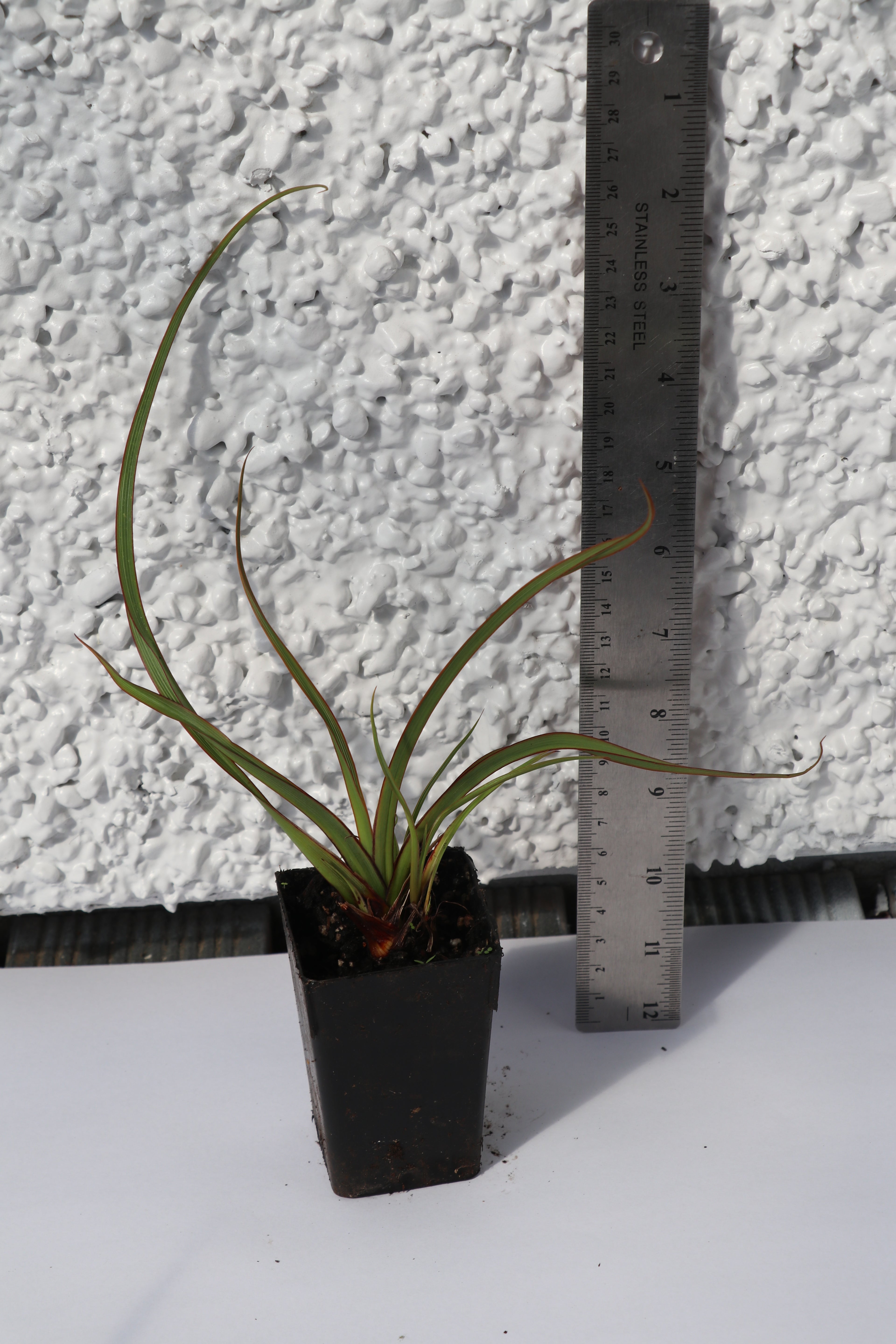 Phormium Surfer