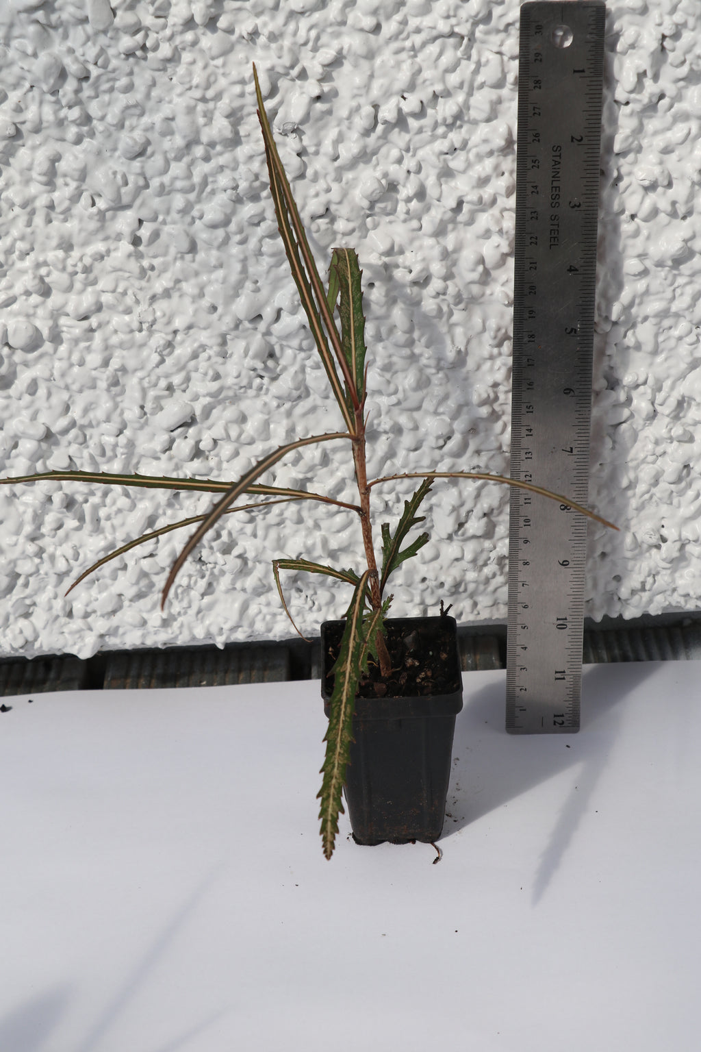 Pseudopanax Ferox