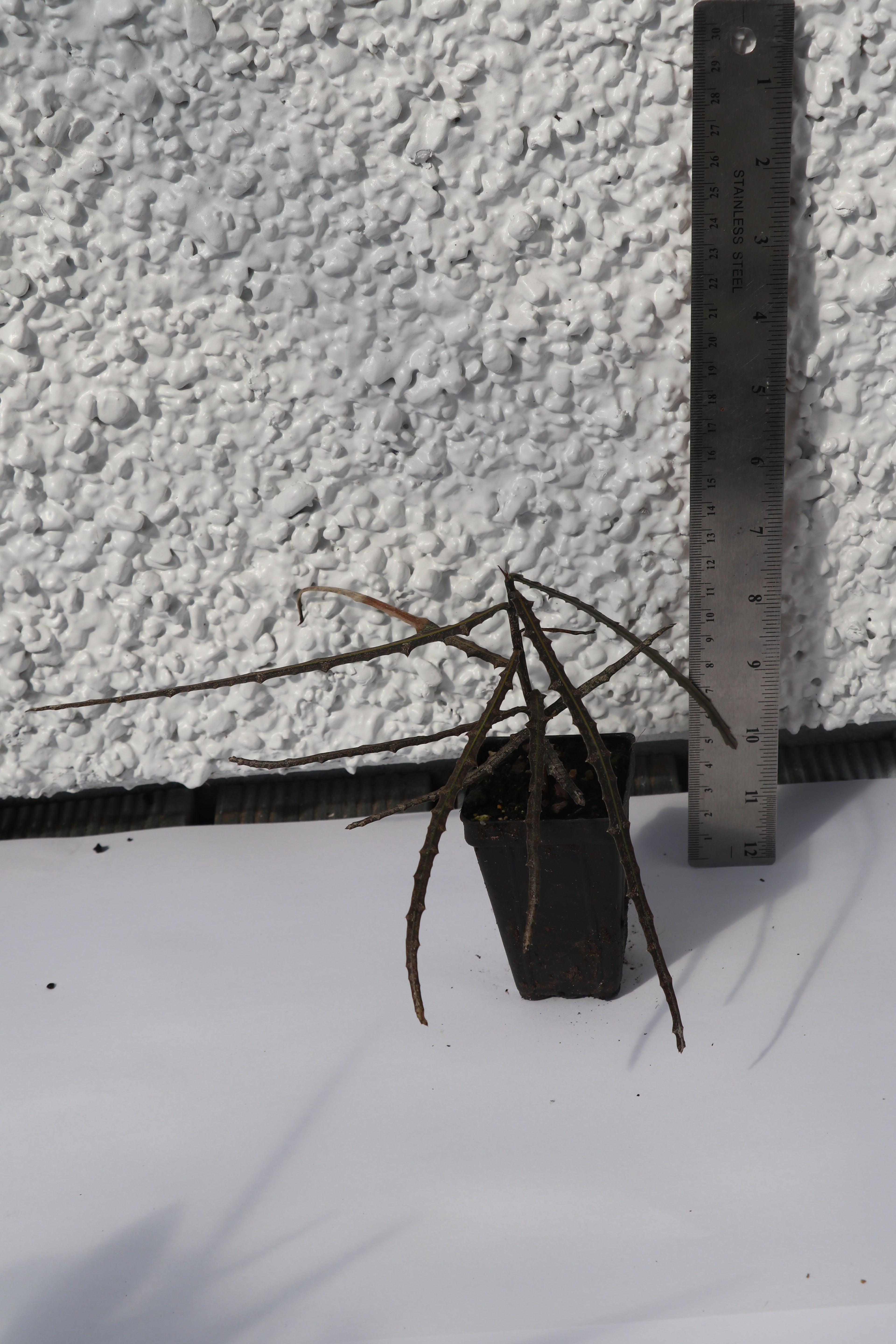 Pseudopanax crassifolius