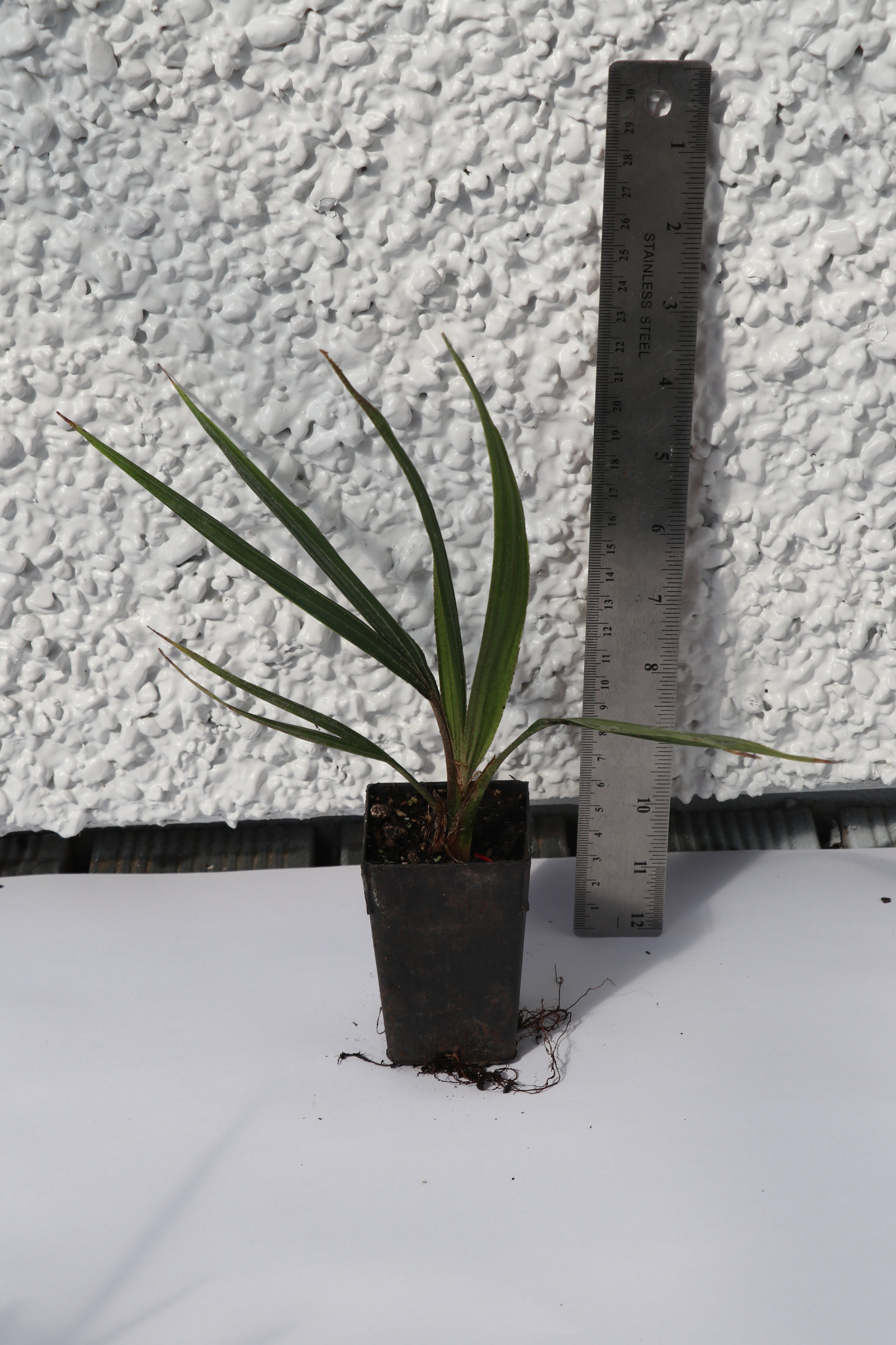 Rhopalostylis Sapida