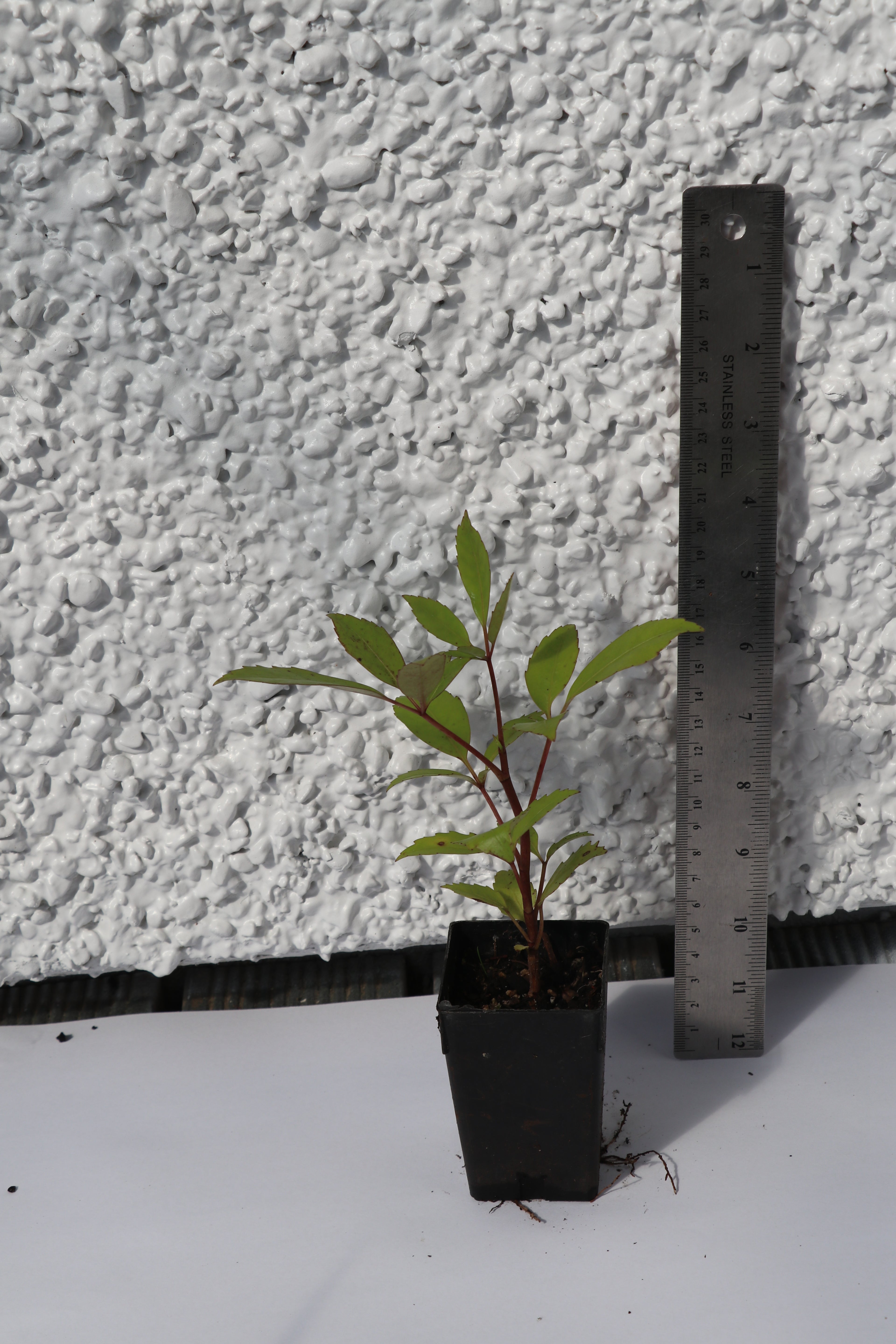 Pseudopanax Arboreus