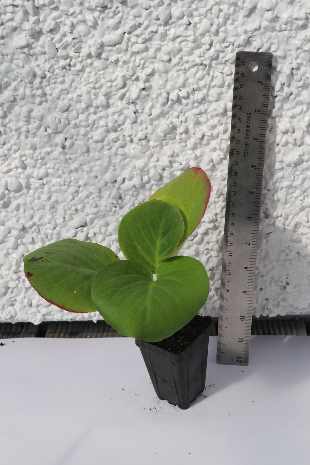 Bergenia Cordifolia Pink