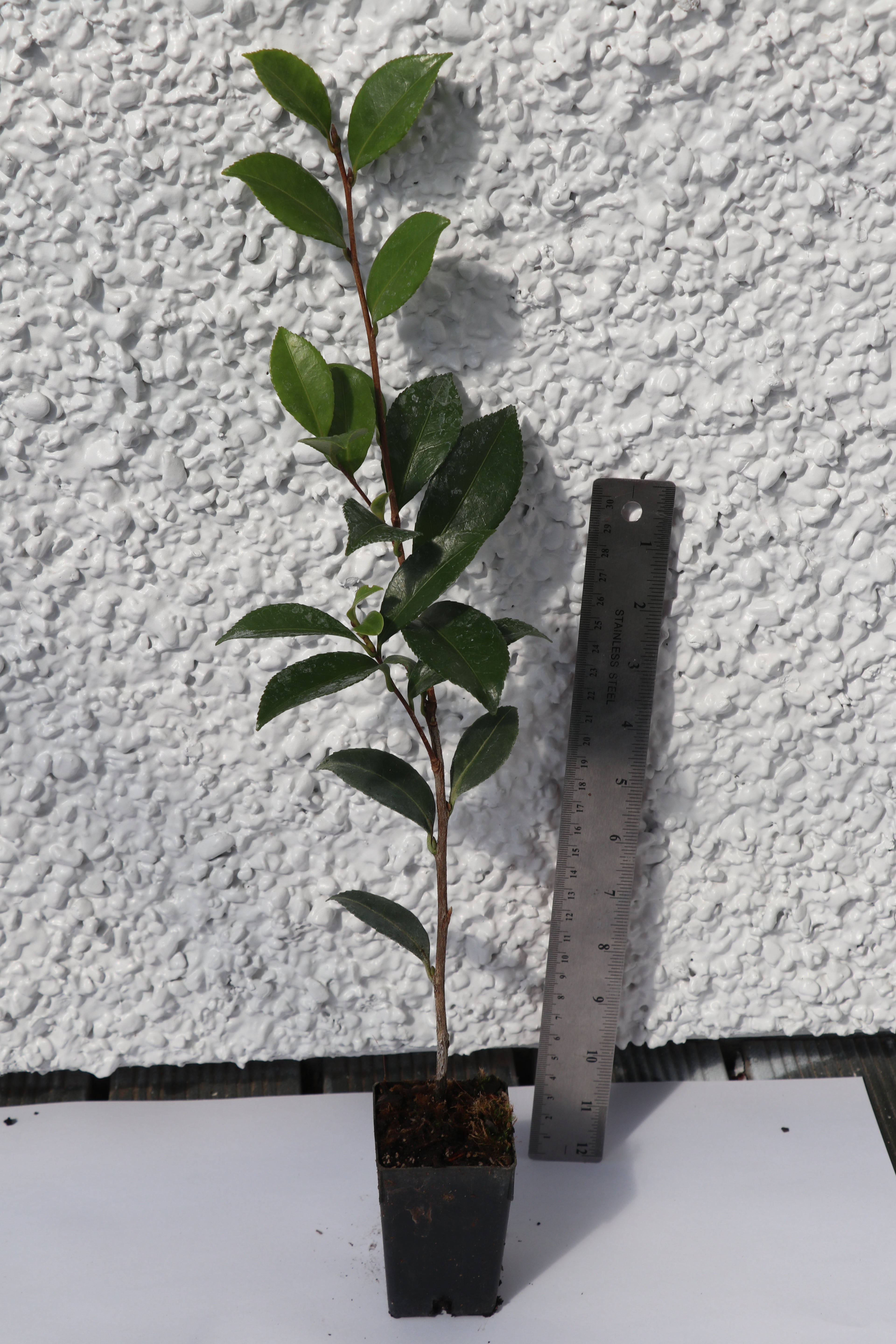 Camellia Early Pearly