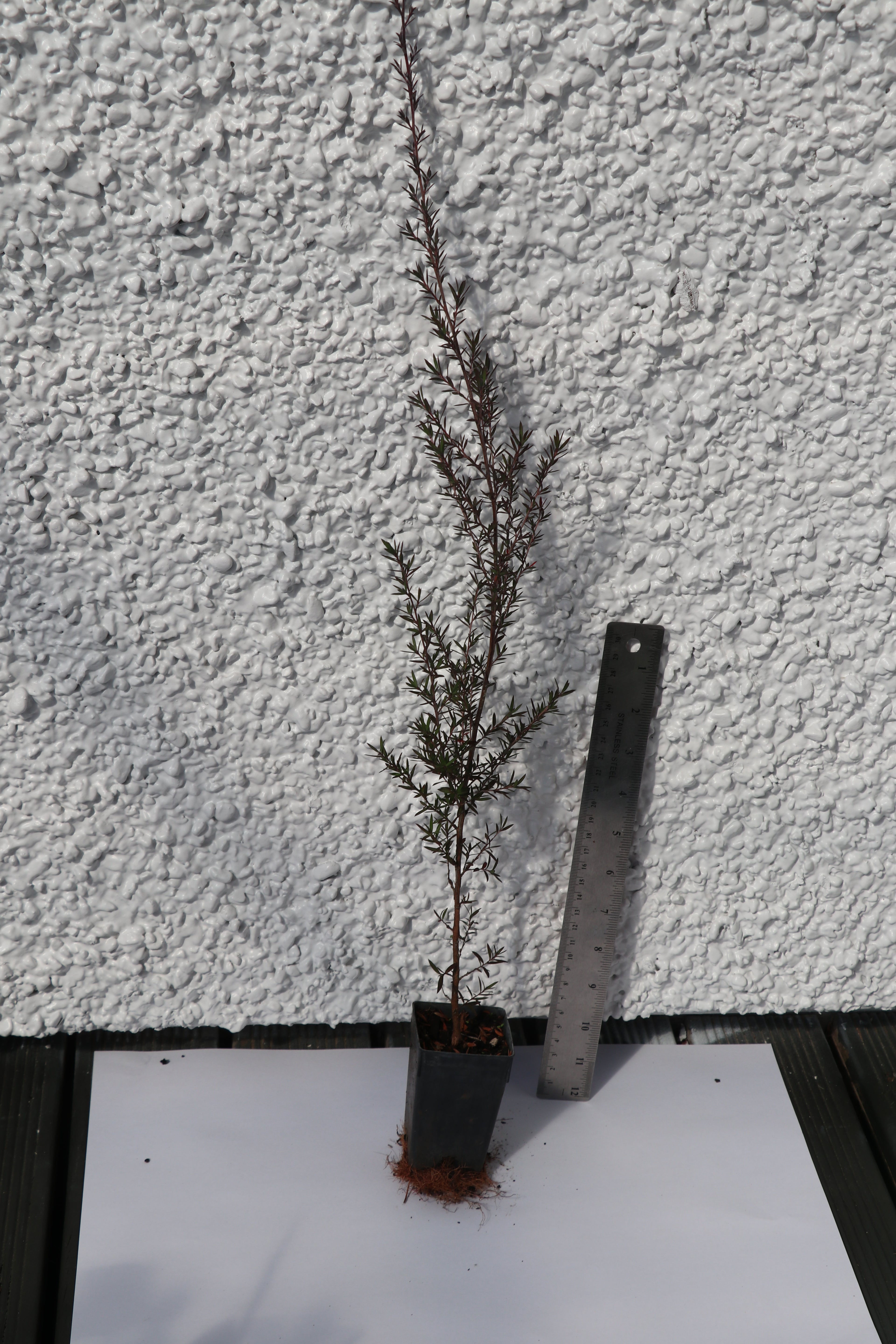Leptospermum Burgundy Queen