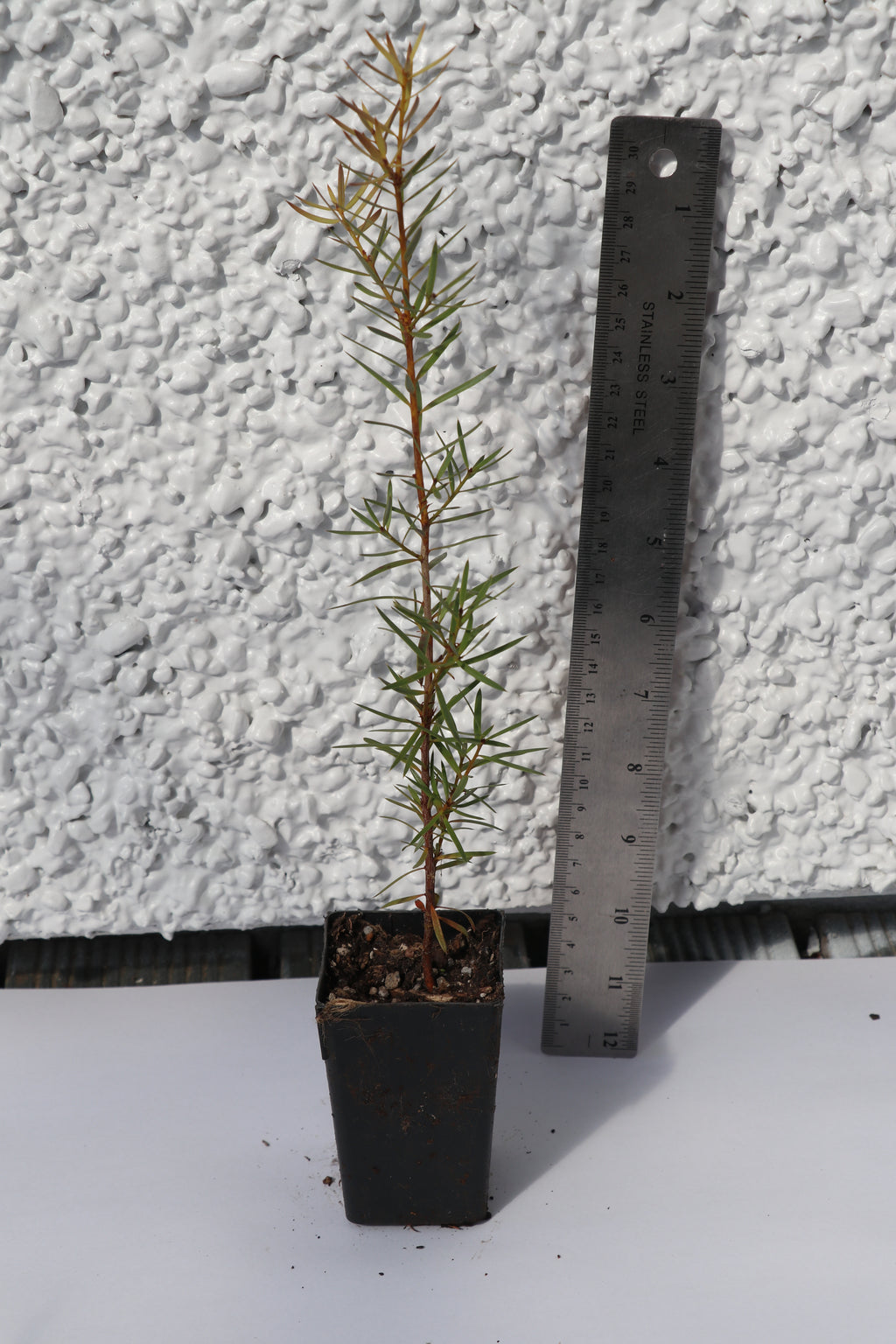Podocarpus Totara