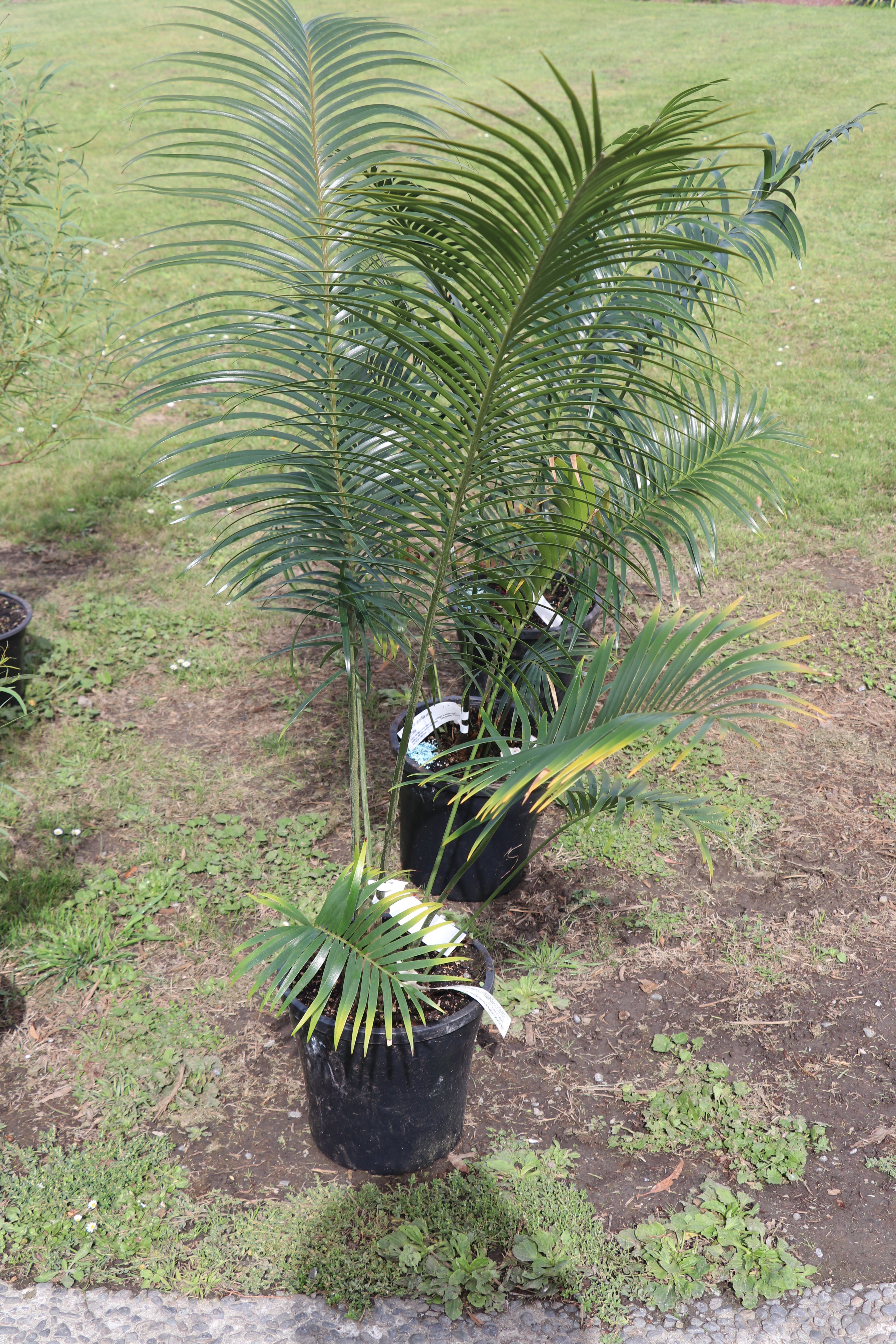 Lepidozamia peroffskyana