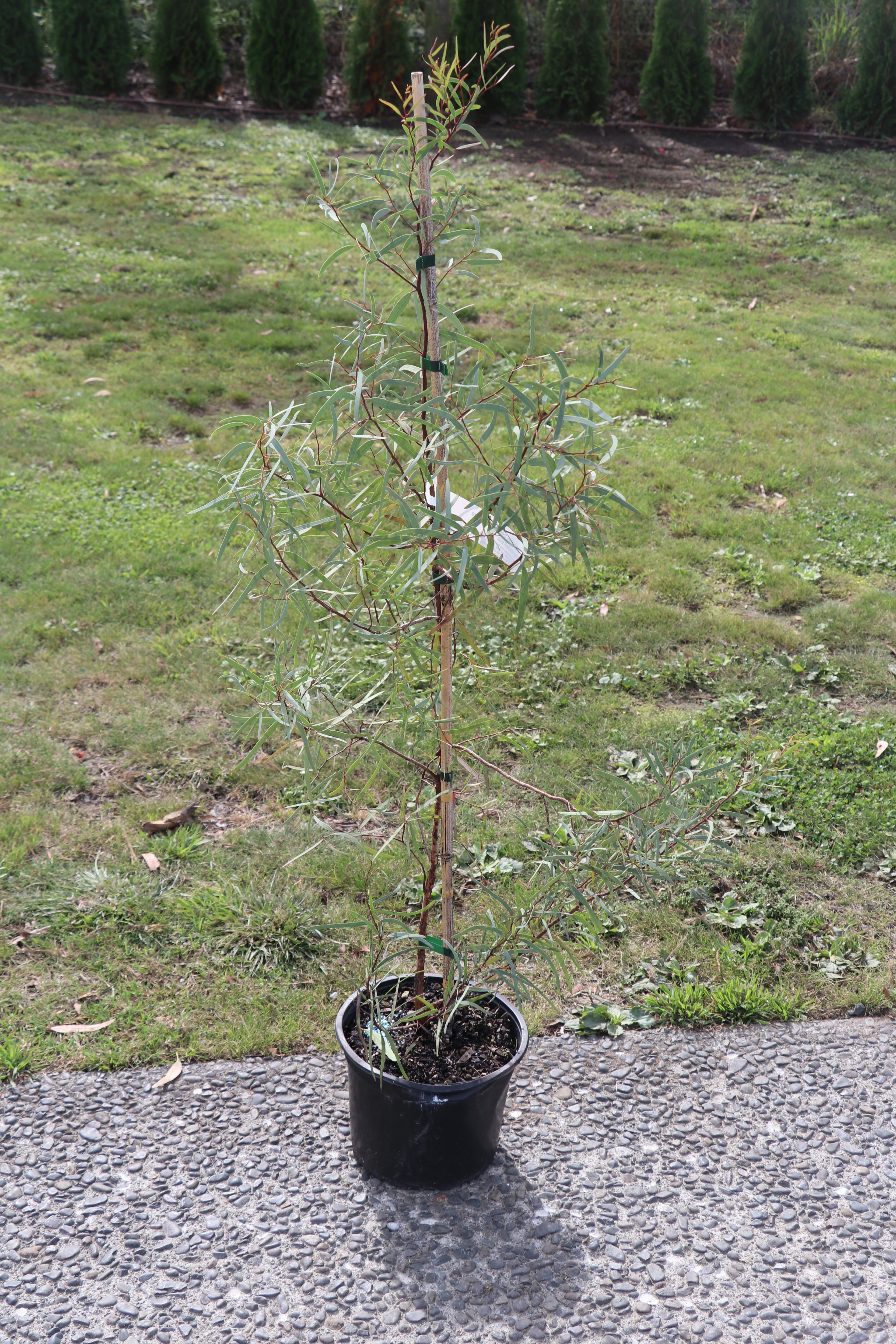 Eucalyptus sideroxylon Rosea