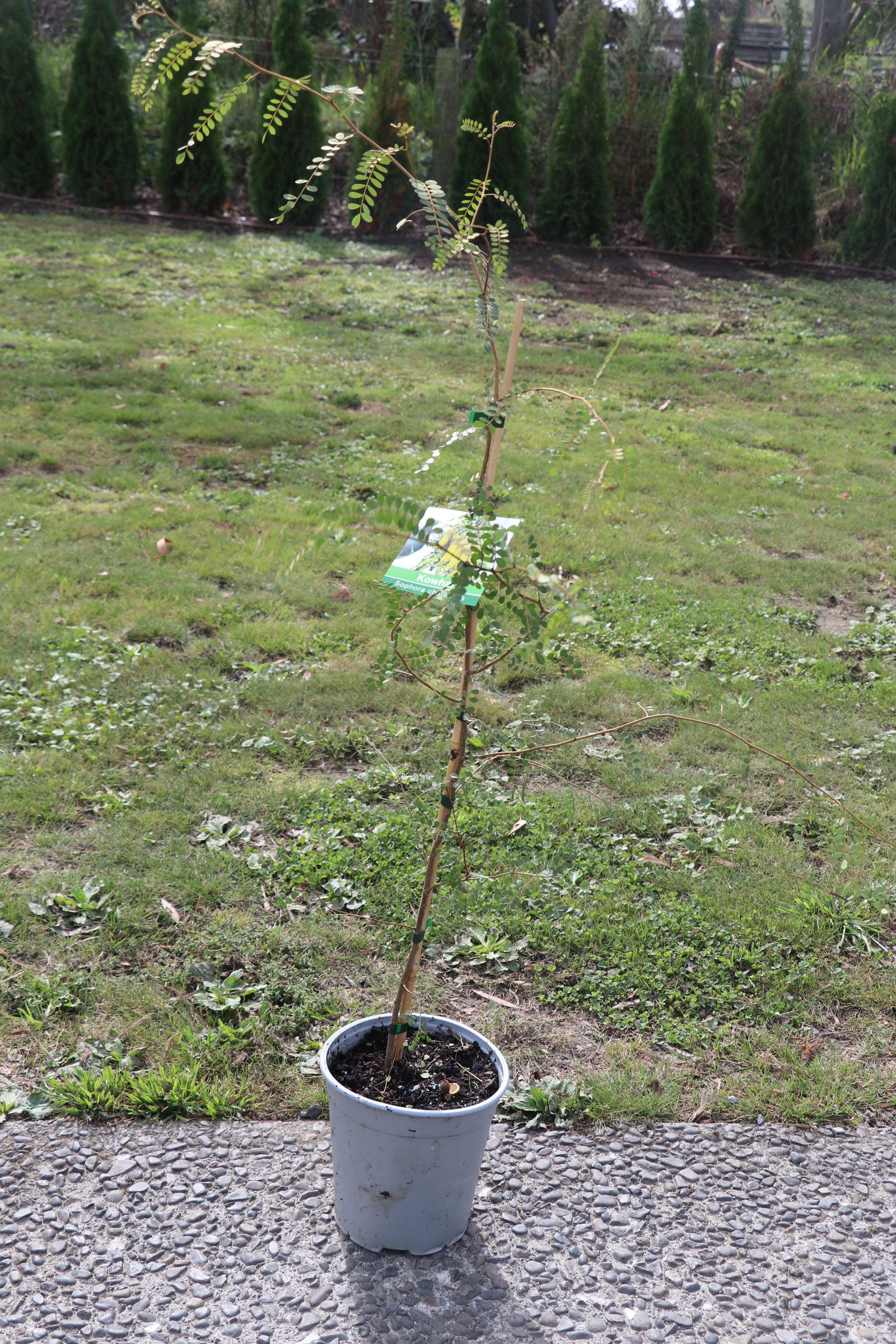 Sophora Chathmica 3.5lt