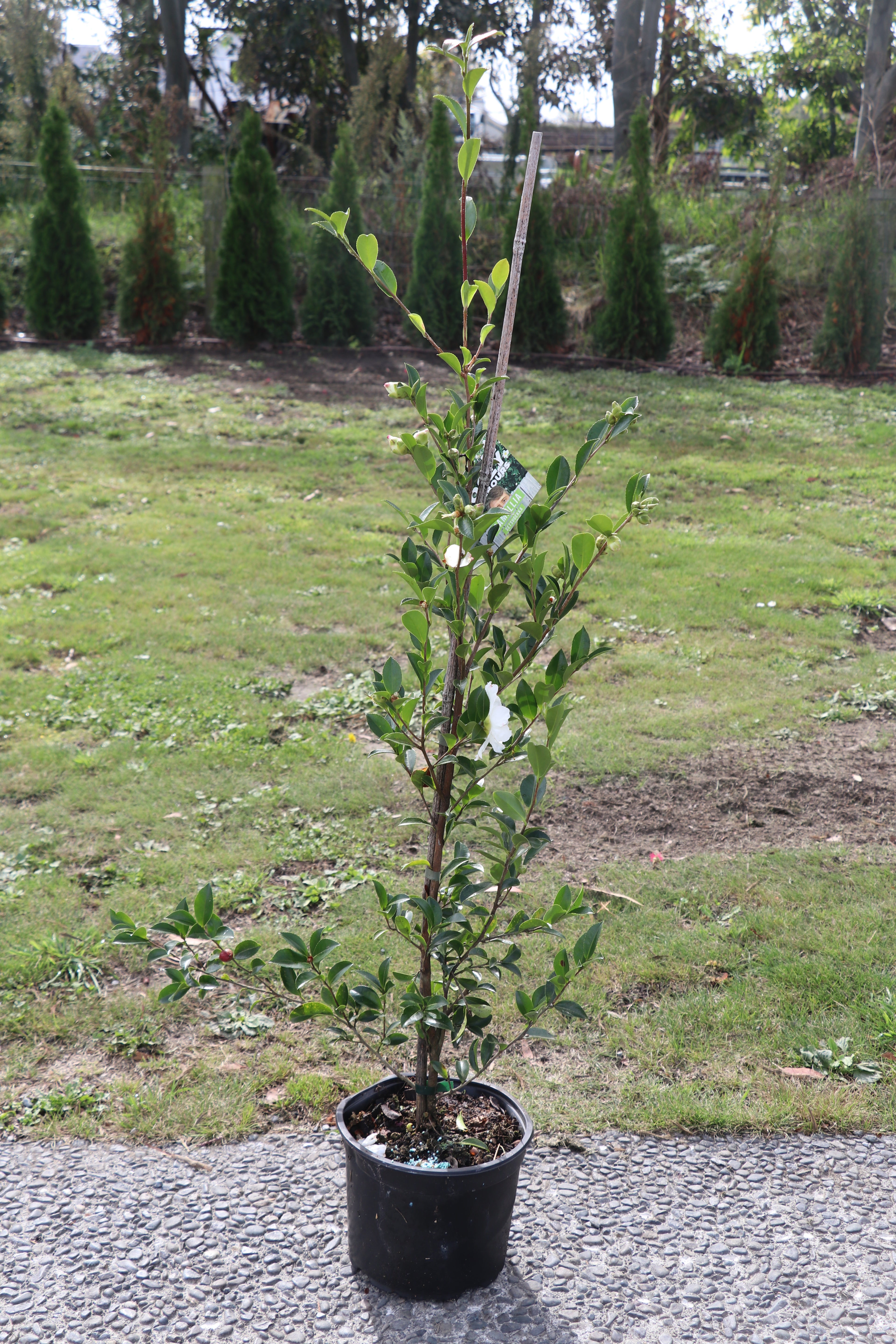 Camellia Setsugekka 5lt
