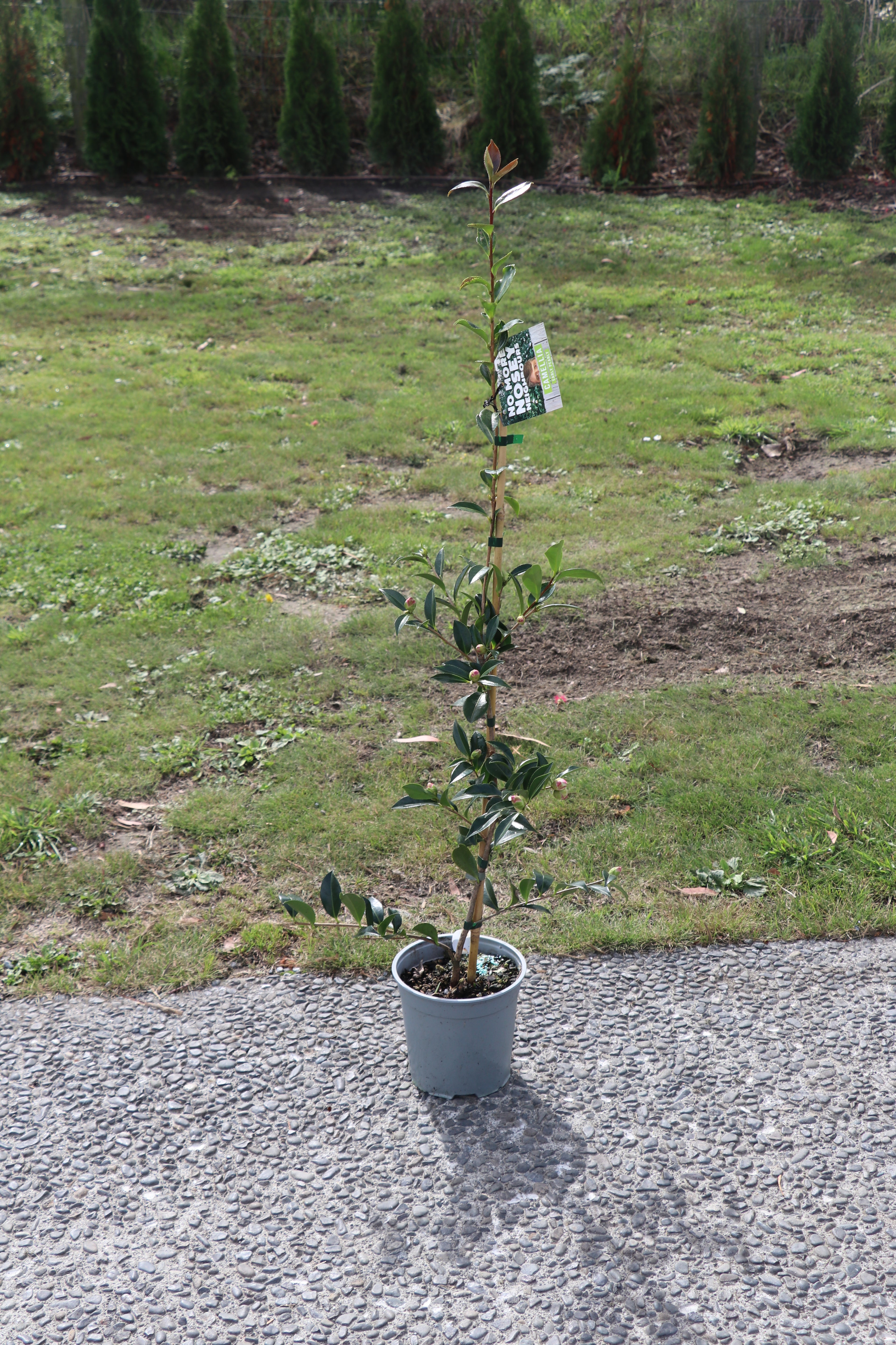 Camelia Early Pearly 2.5lt