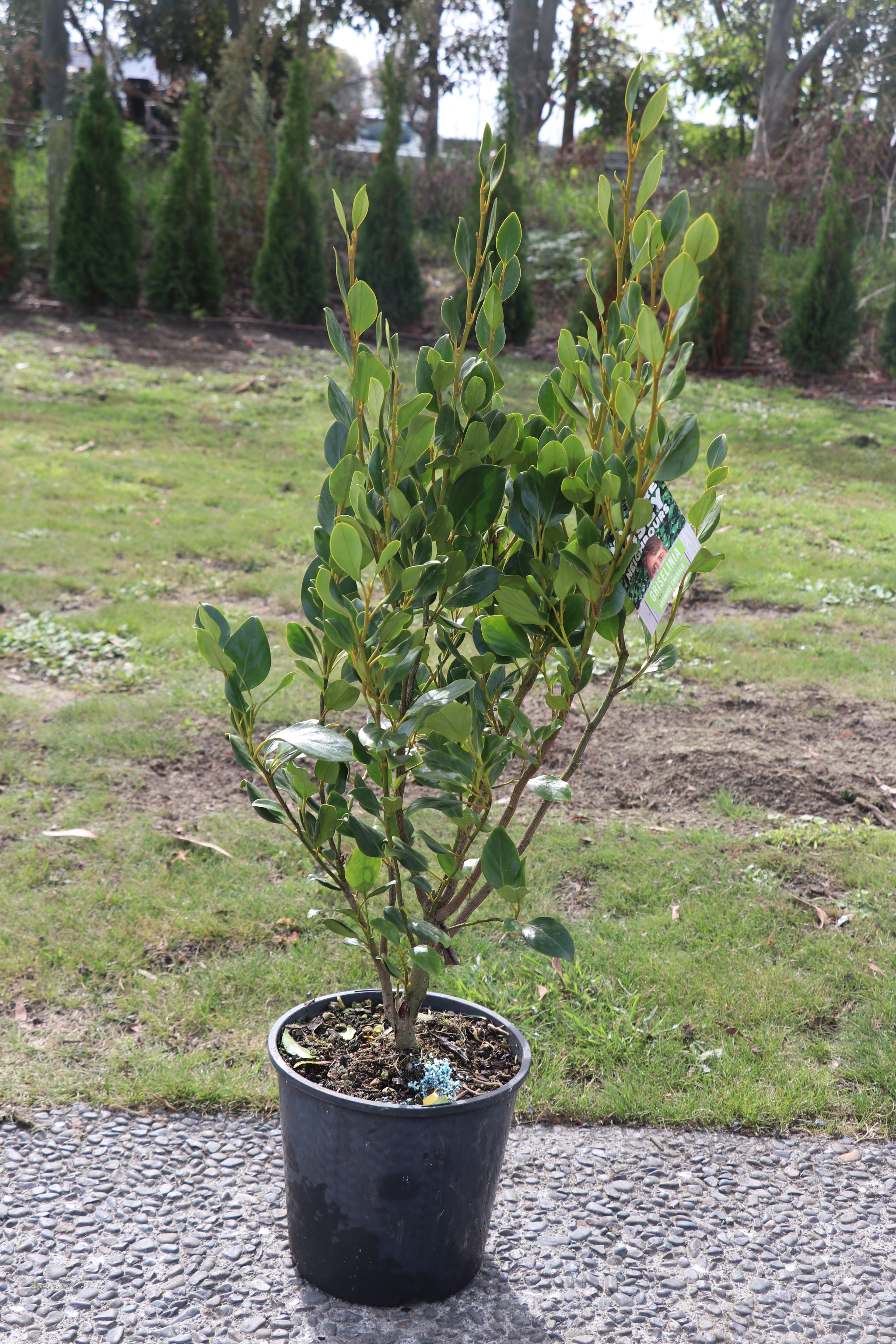 Griselinia Ardmore Emerald