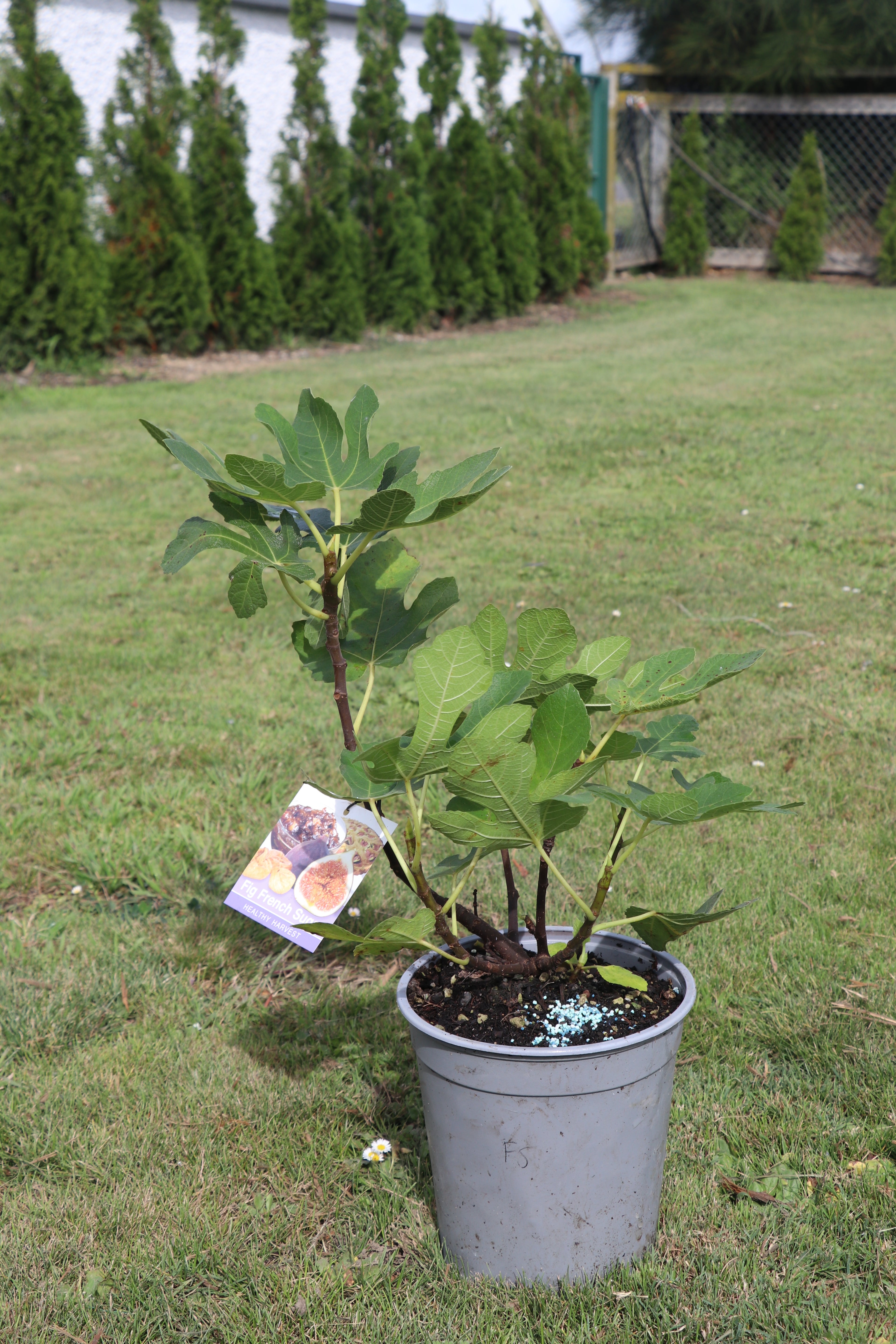Fig French Sugar