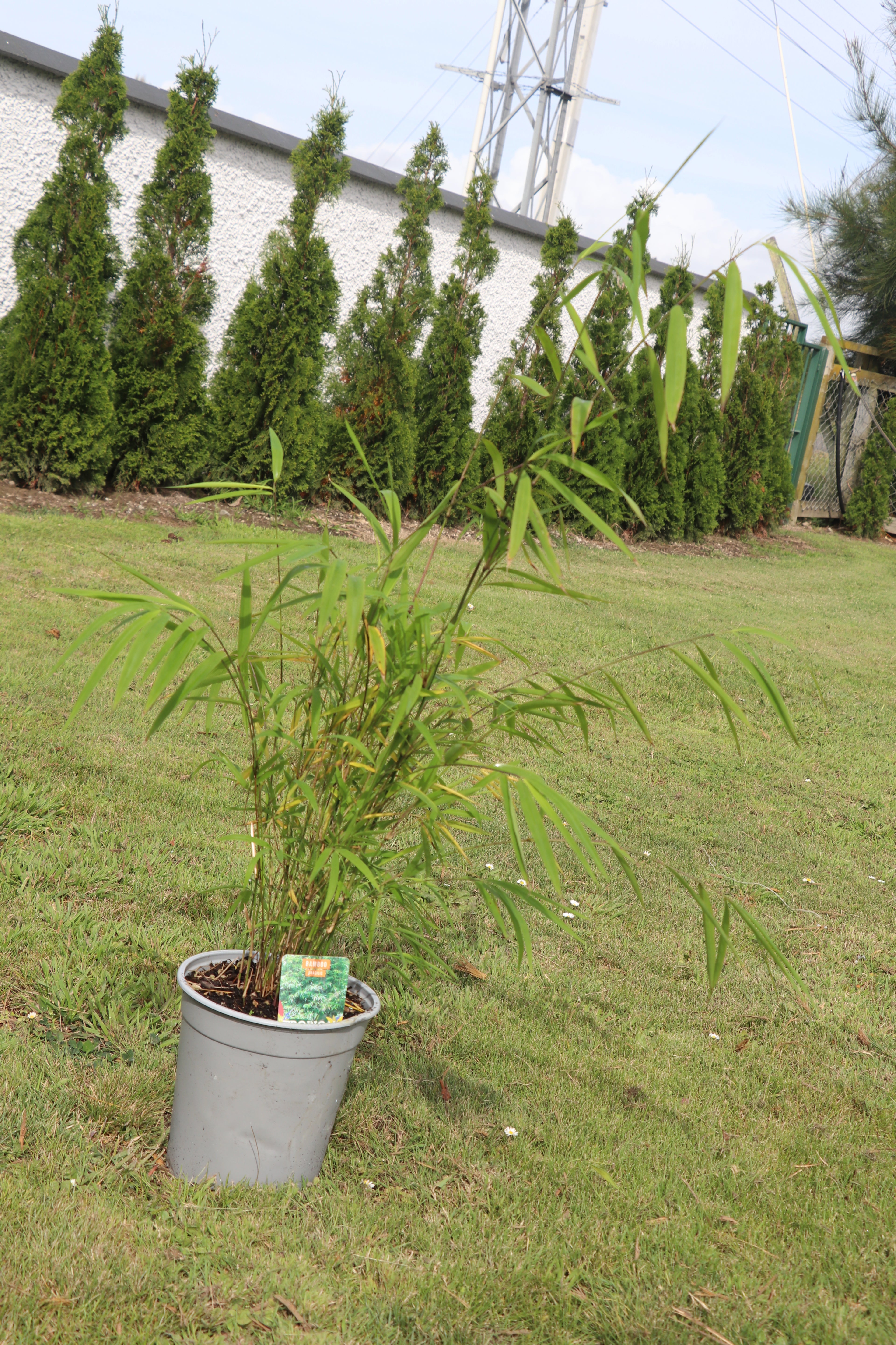 Bambusa Gracillis - Bamboo