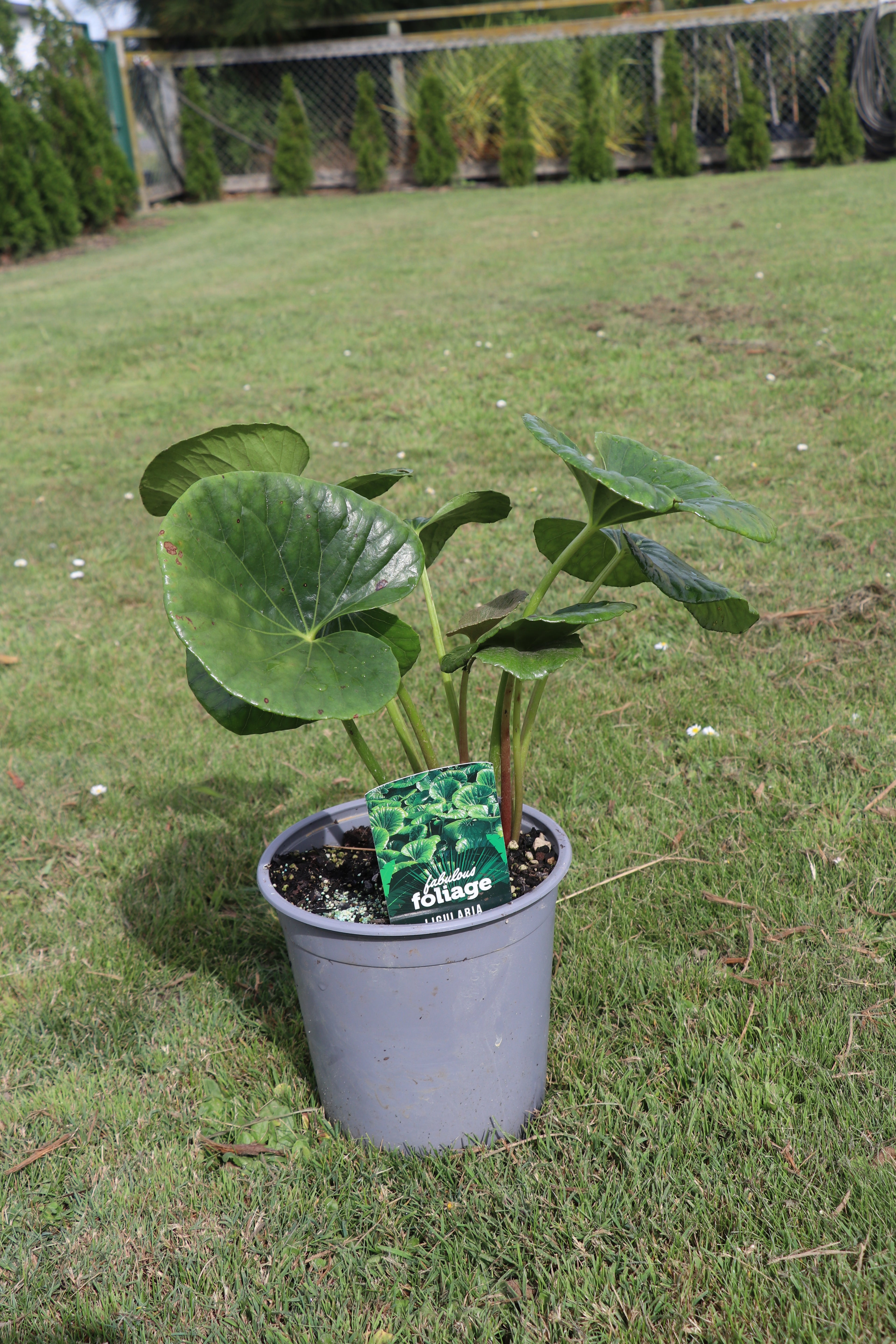 Liglaria Reniformis 3.5lt