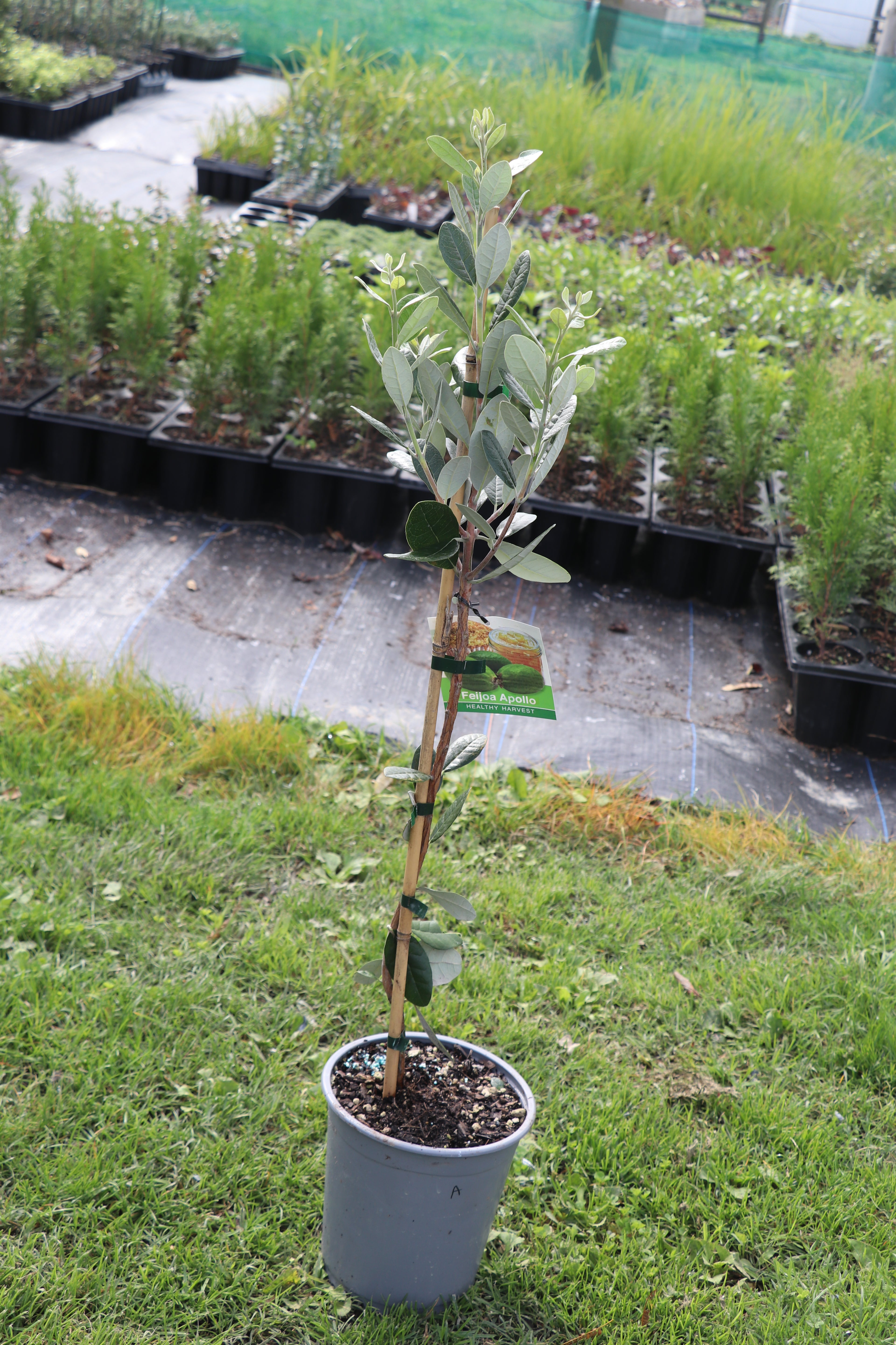 Feijoa Apollo 3.5lt
