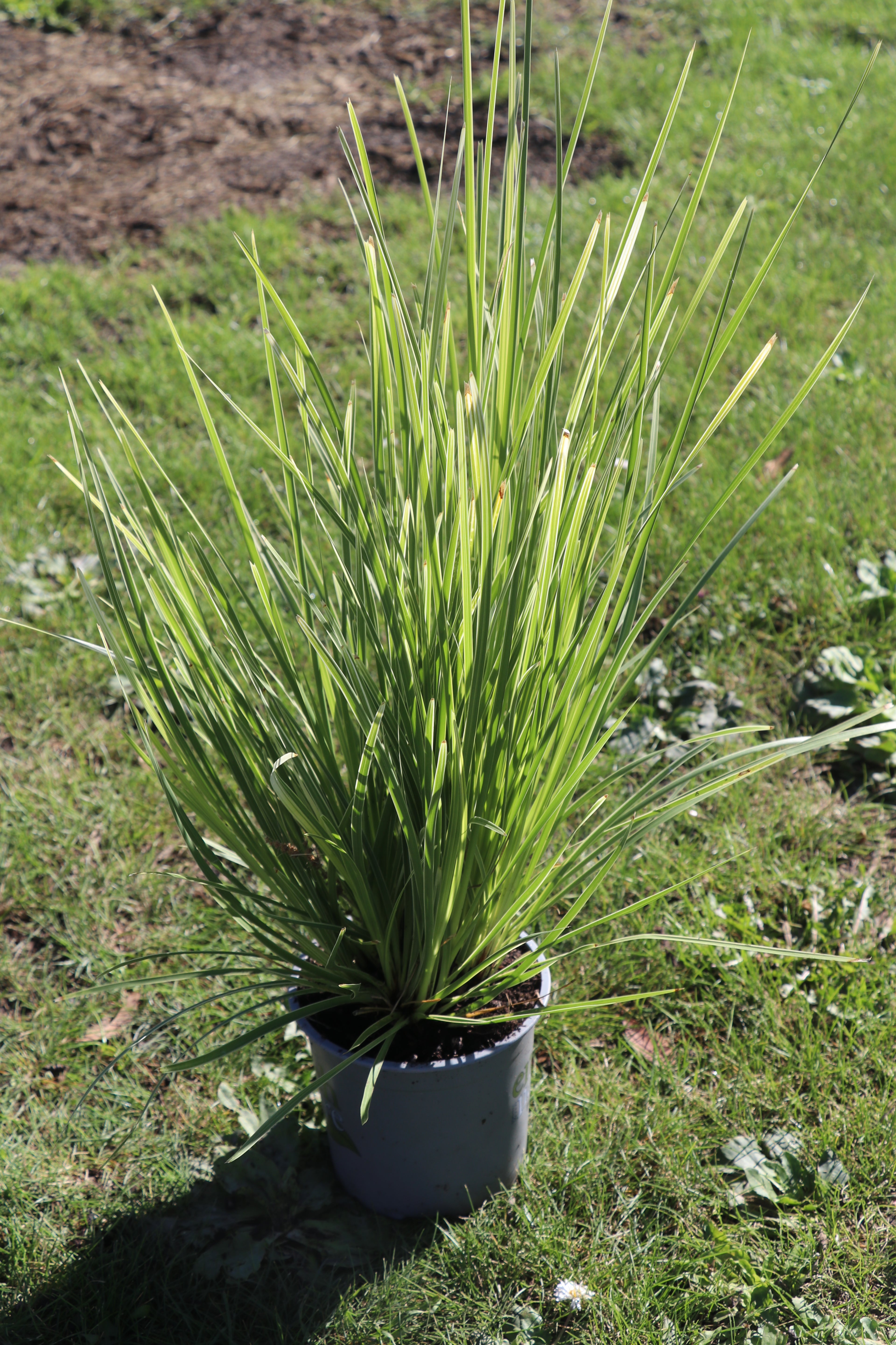Lomandra Arctic Frost