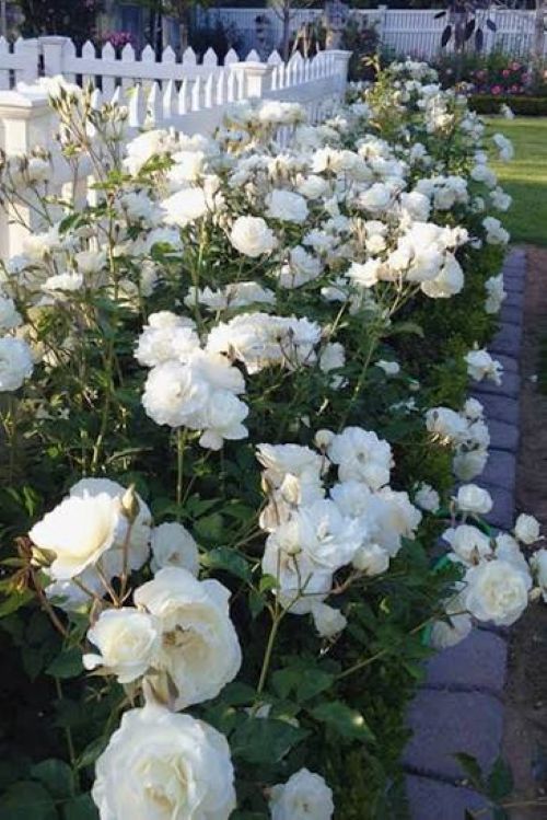 Iceberg Rose Bush - Bareroot