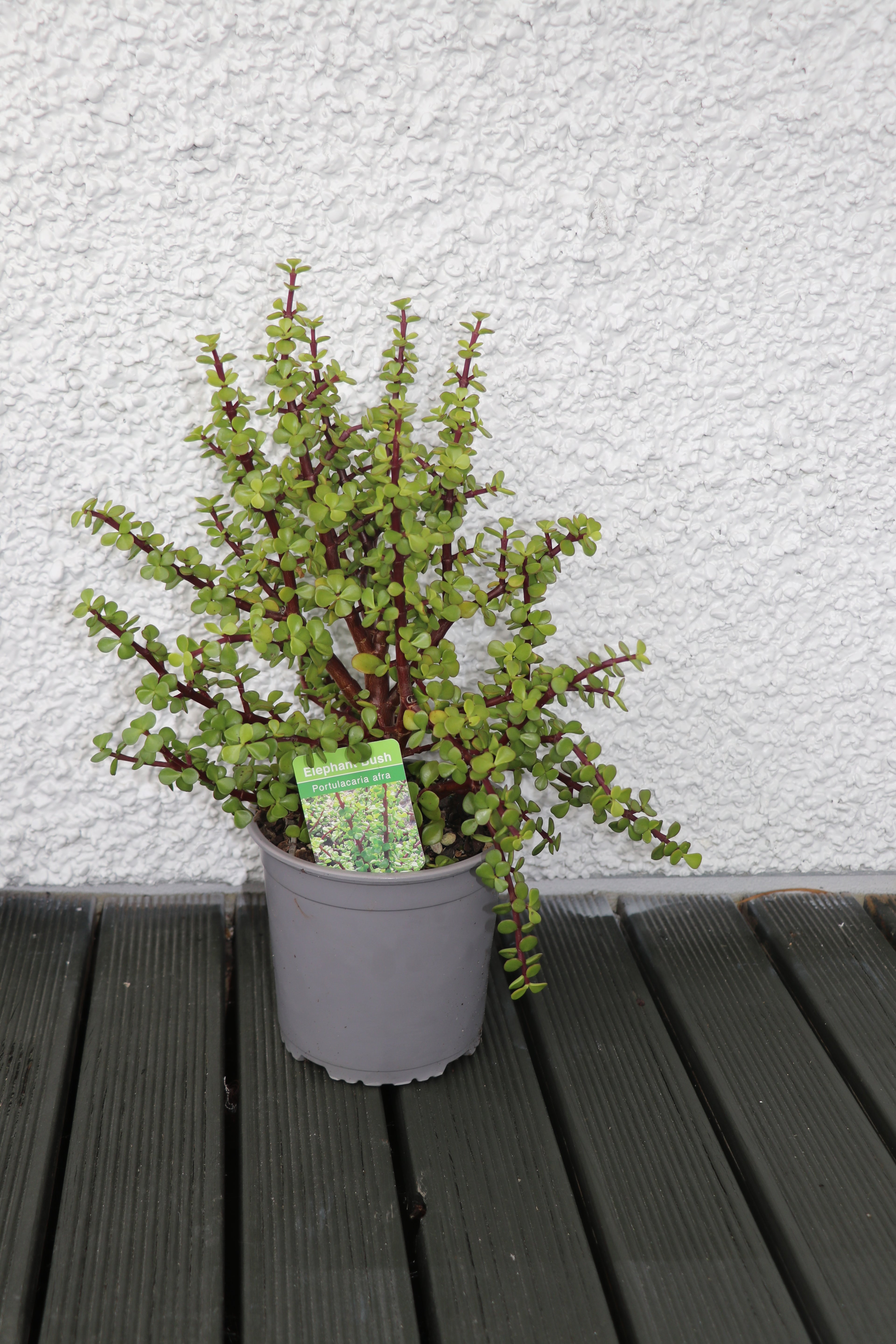 Portulacaria Afra  - Jade Plant