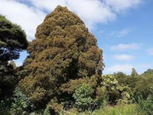 Dacrycarpus Dacrydiodes - Kahikatea