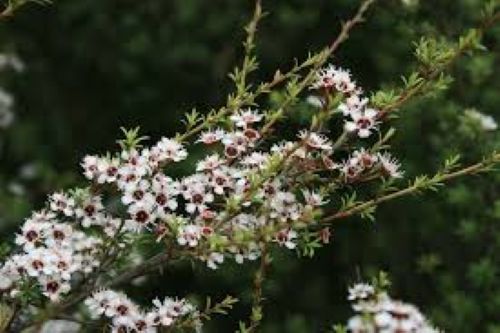 Kunzea Ericoides - Kanuka