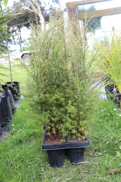 Kunzea Ericoides - Kanuka