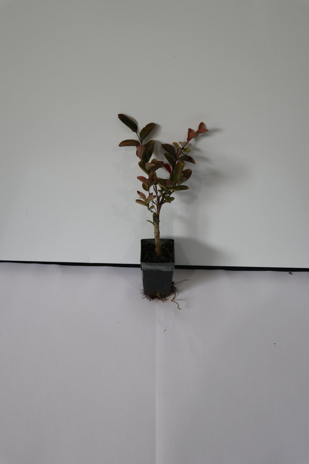 Lagerstroemia Souvinir De Hube- Crepe Myrtle