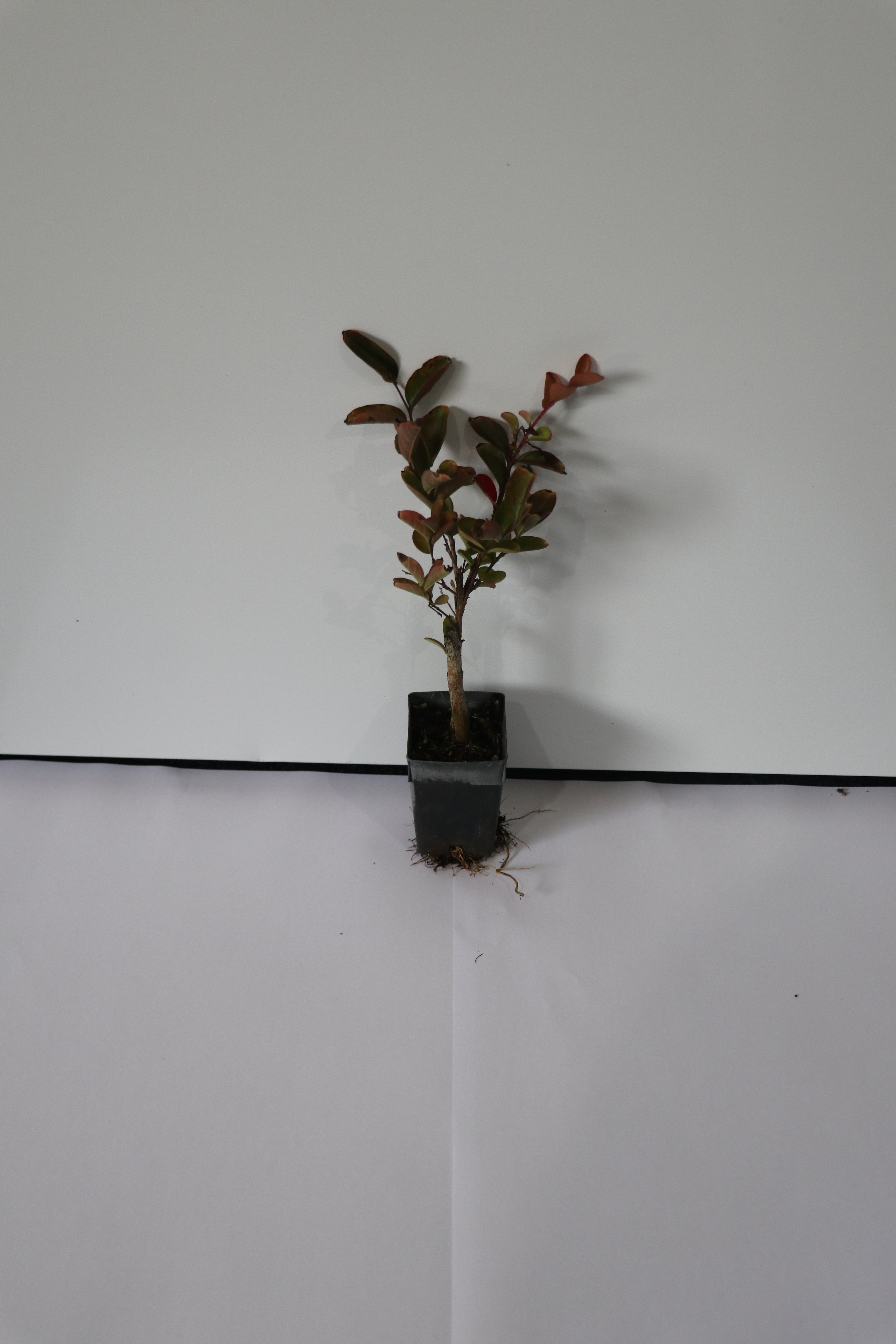 Lagerstroemia Soir D Ete - Crepe Myrtle