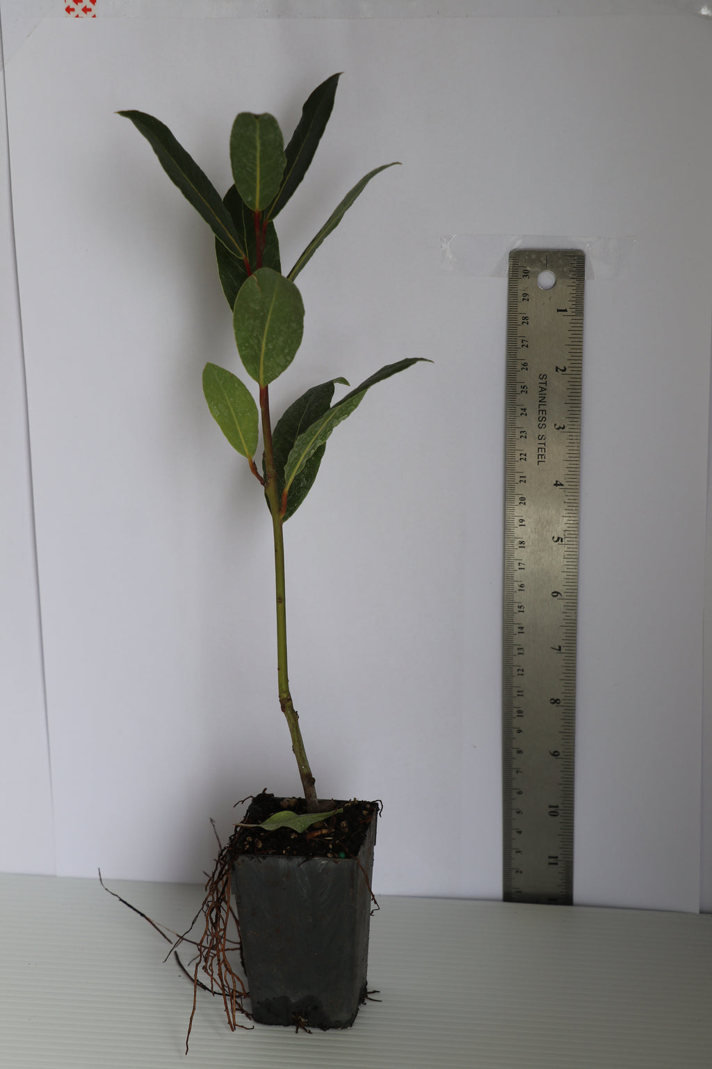 Laurus Nobilis - Bay Tree