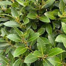 Laurus Nobilis - Bay Tree