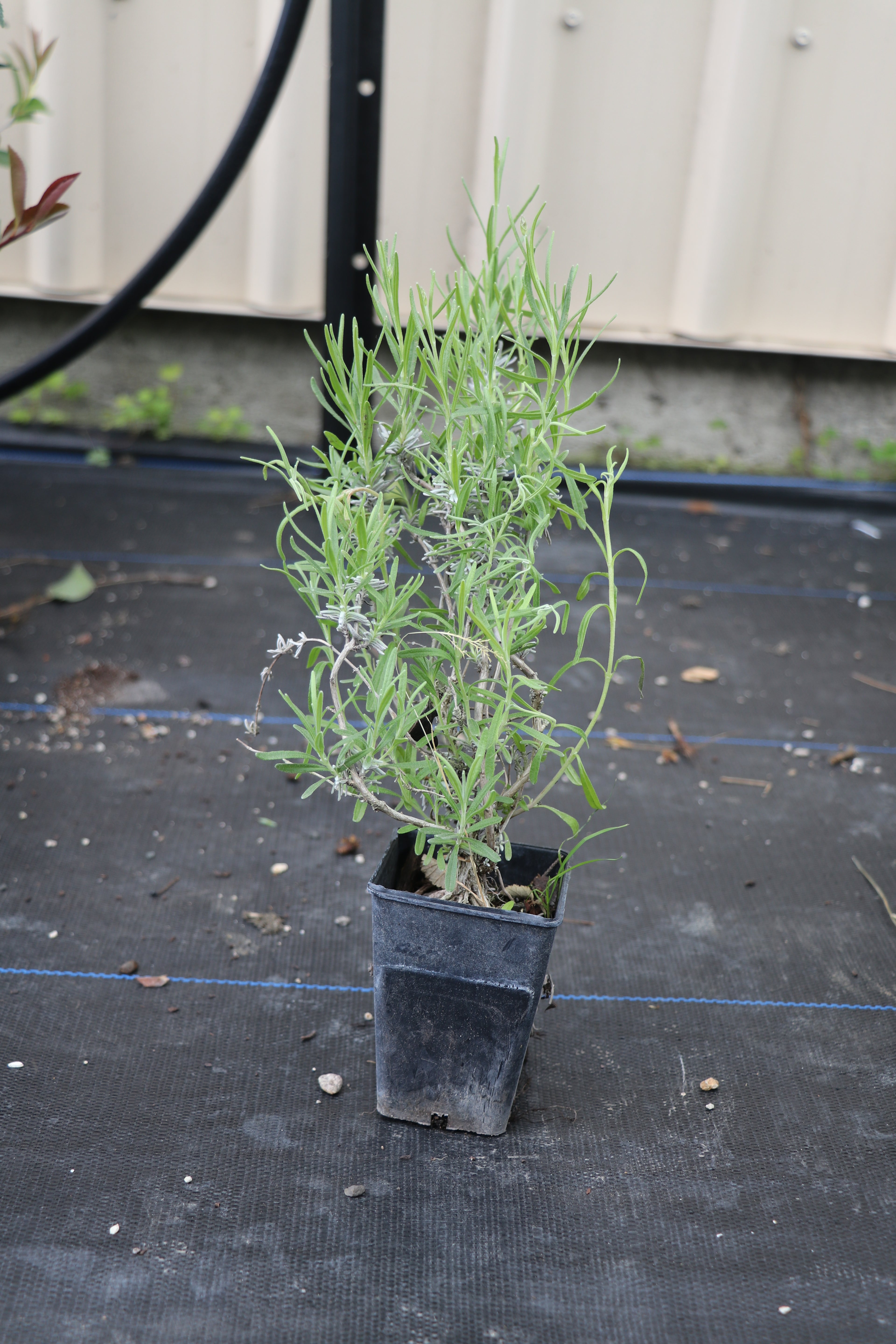 Lavandula Grosso - Lavender