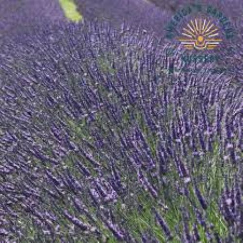 Lavandula Grosso - Lavender