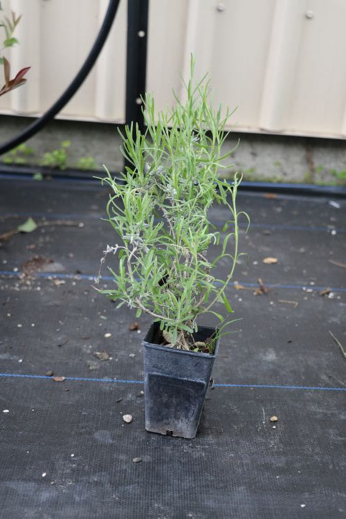 Lavender Violet Intrigue