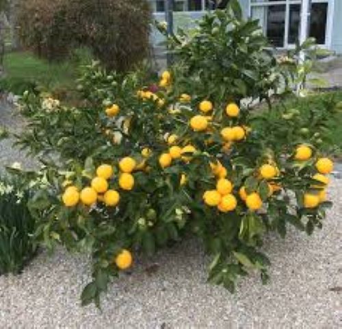 Citrus Lemon Meyer