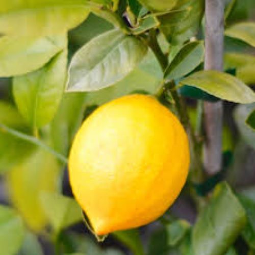 Citrus Lemon Meyer