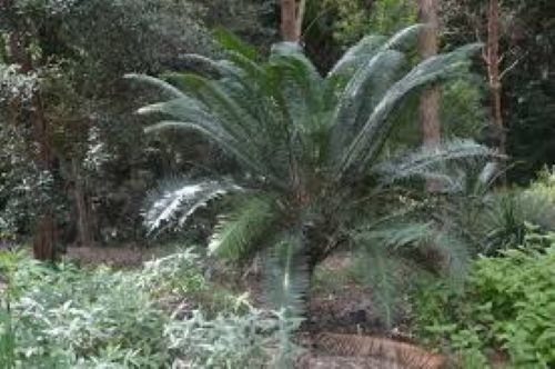 Lepidozamia peroffskyana