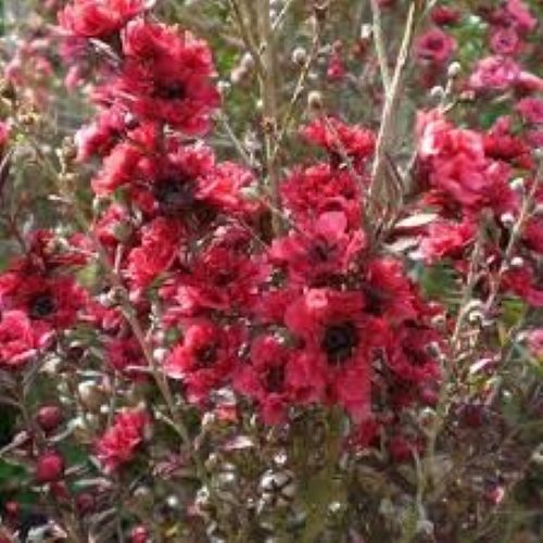 Leptospermum Crimson Glory