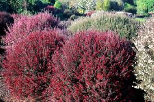 Leptospermum Crimson Glory